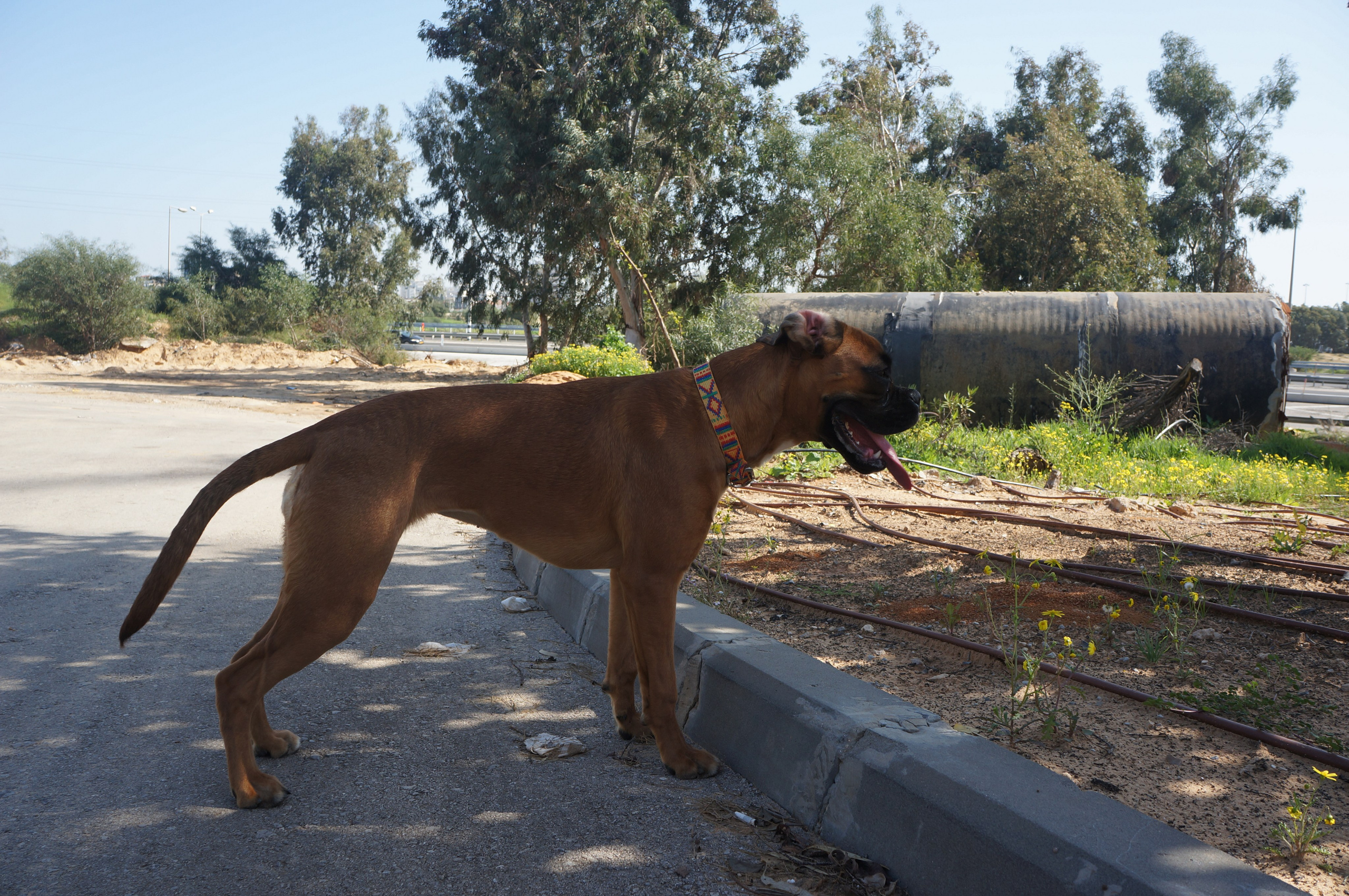 My ״Star״ Boxer Dog