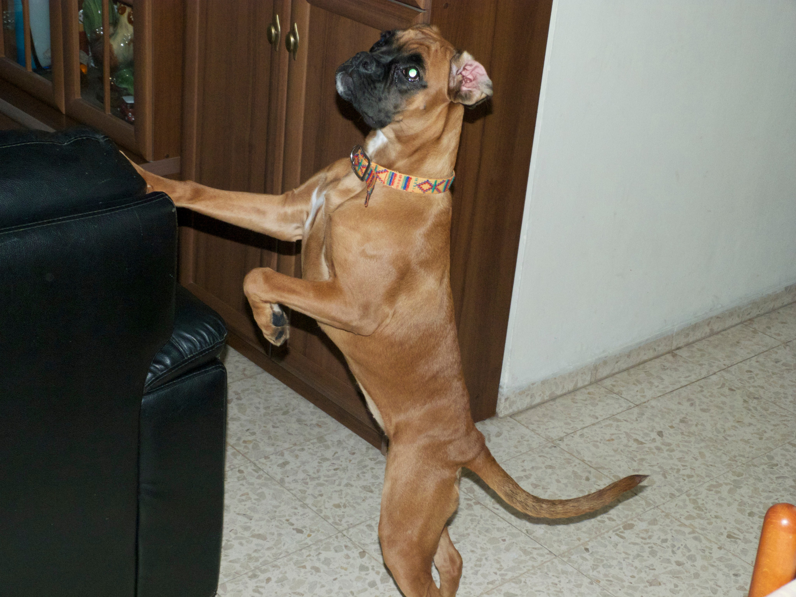 My ״Star״ Boxer Dog