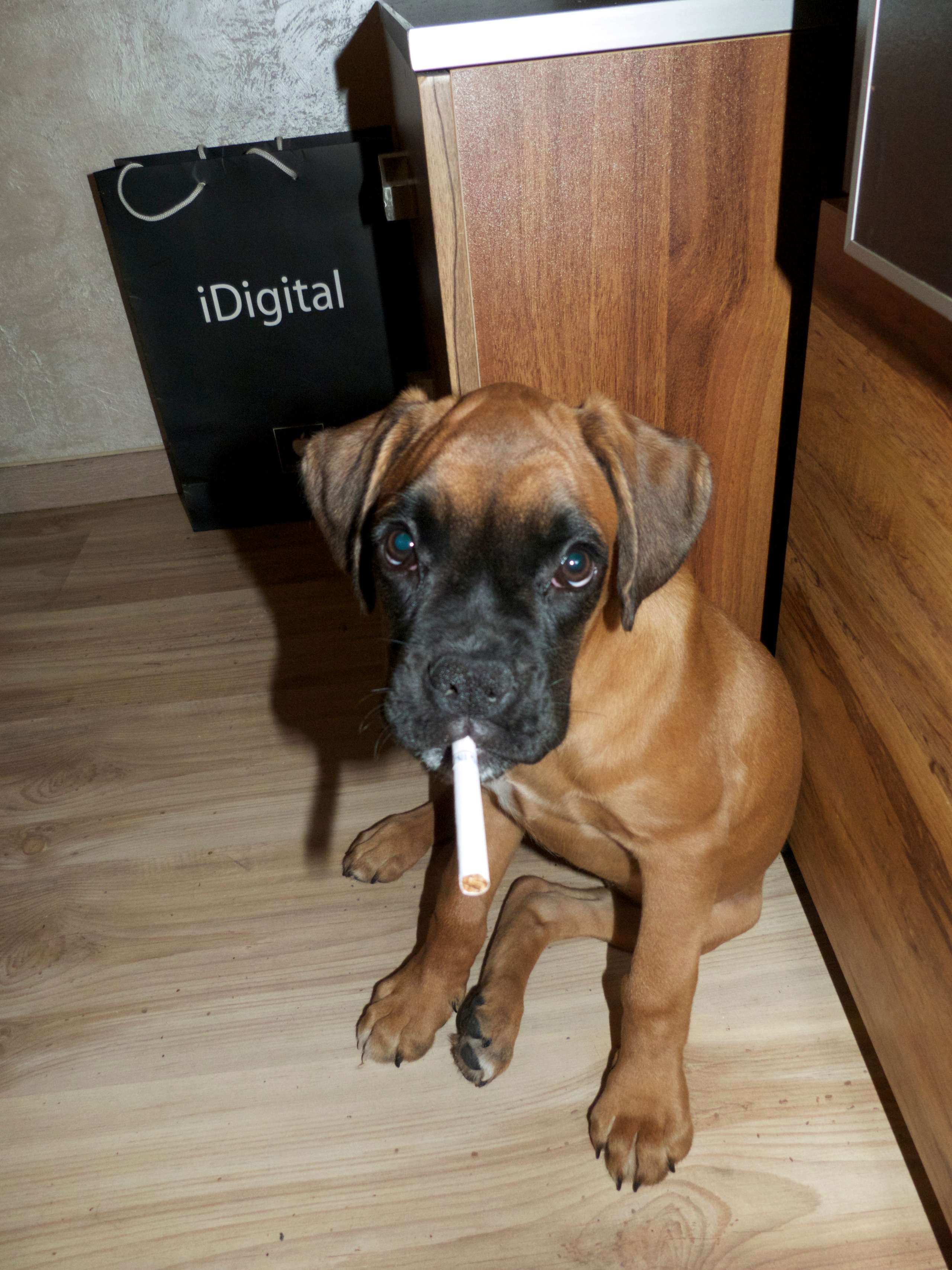 My ״Star״ Boxer Dog