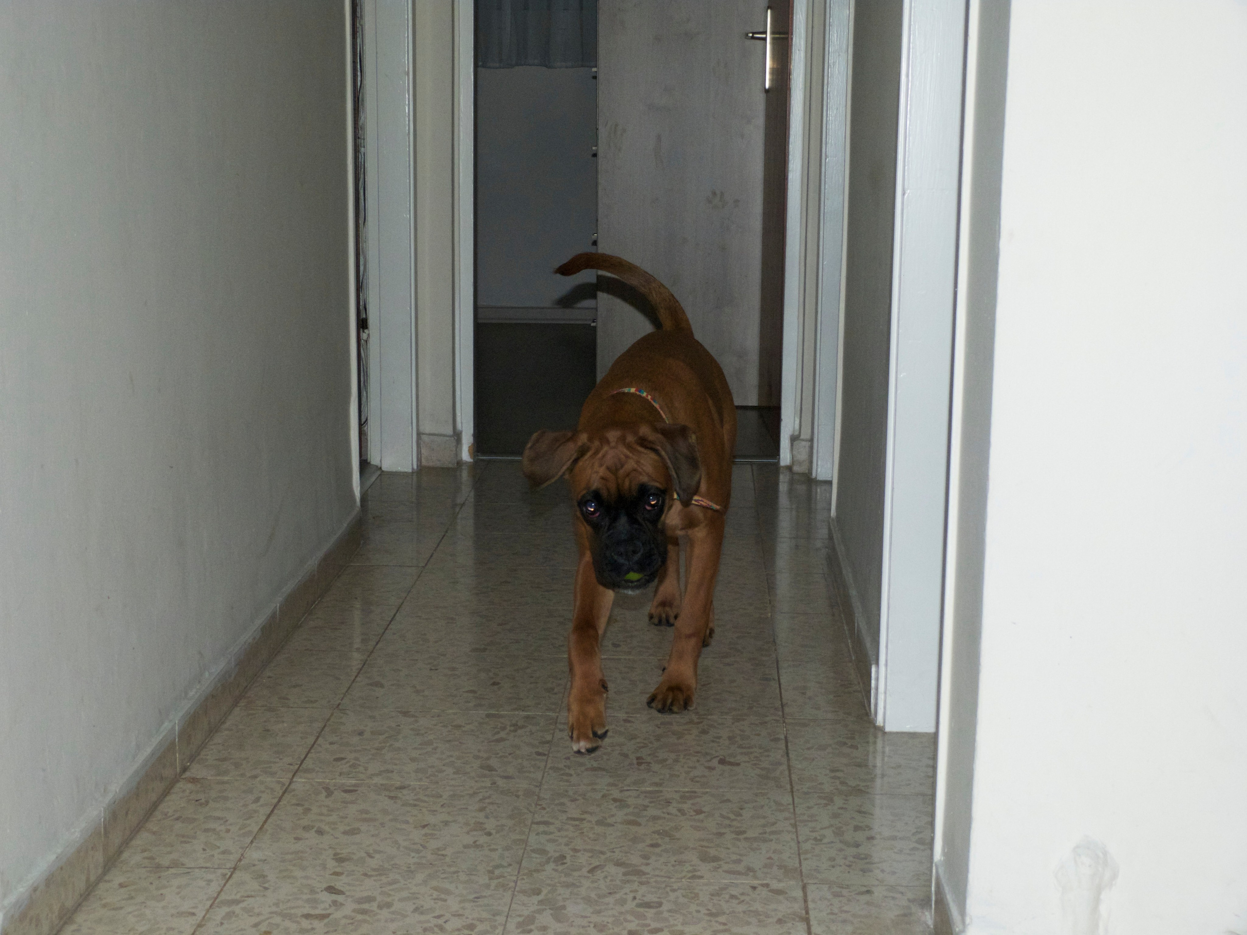 My ״Star״ Boxer Dog