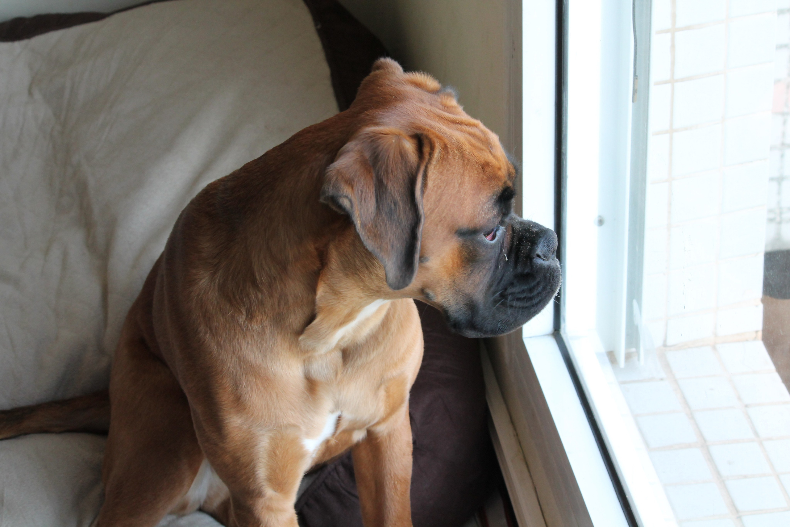 My ״Star״ Boxer Dog