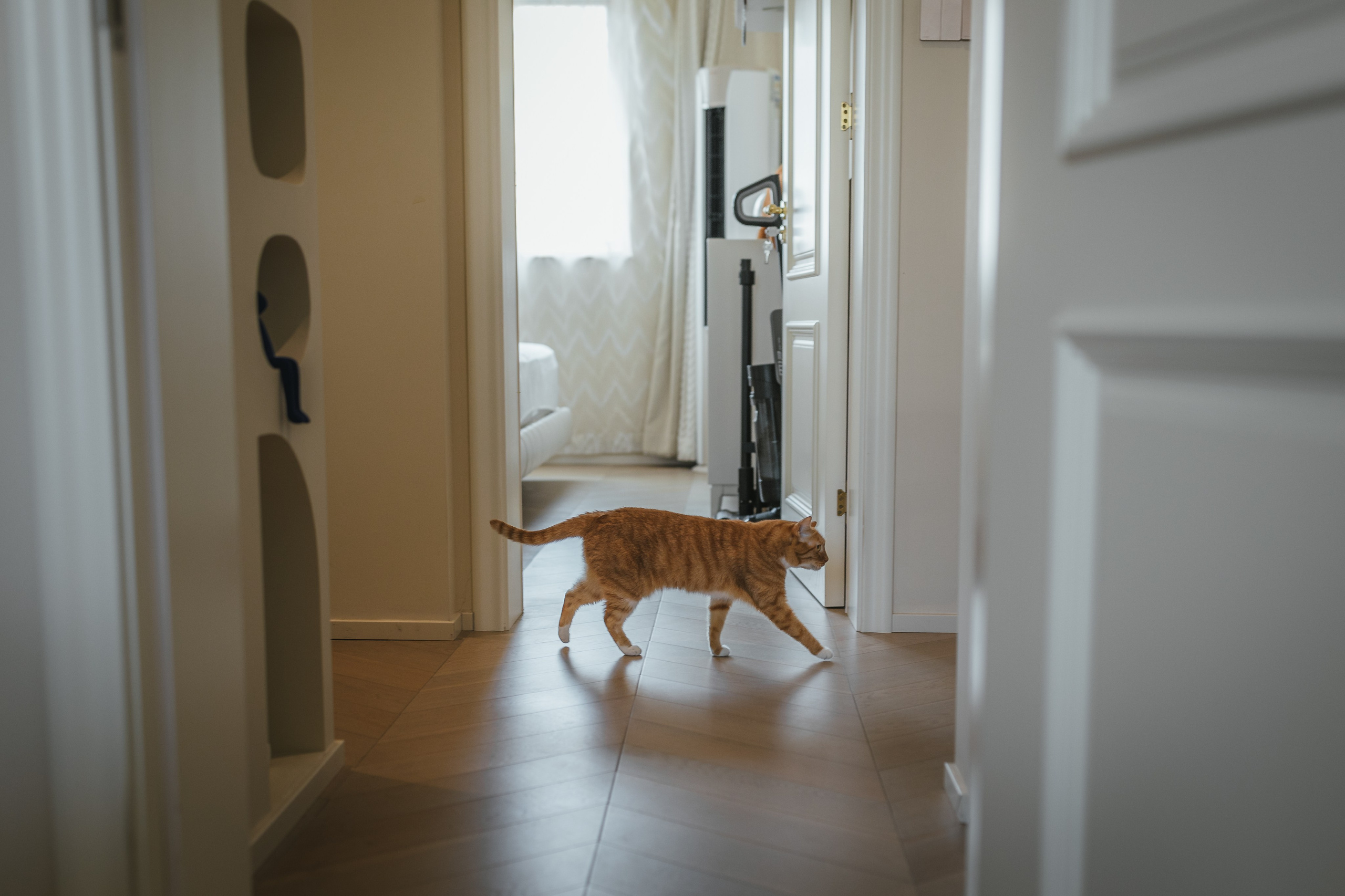 Photos of pets. Shanghai Family Photographer Dora