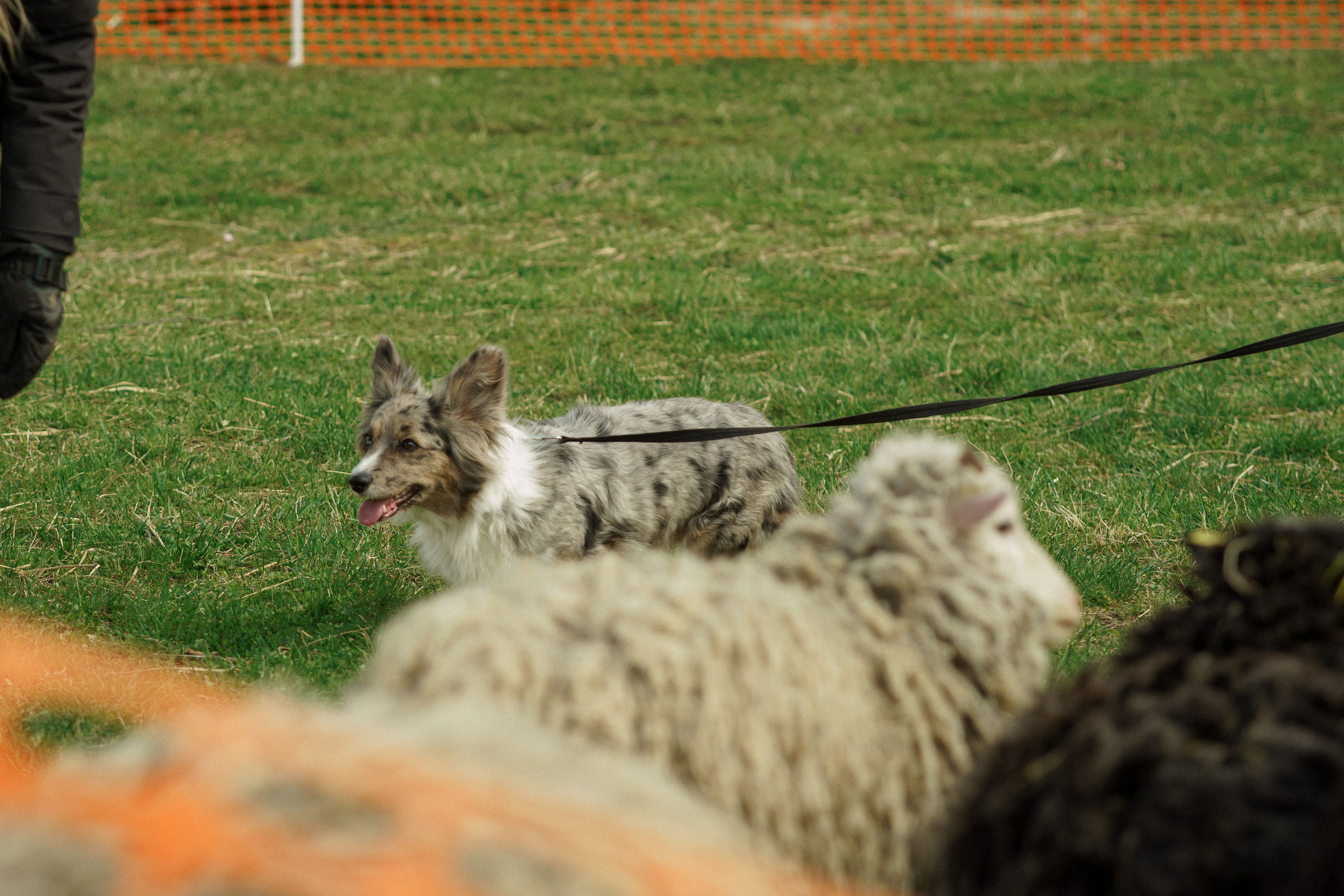 Herding Days, 26 apr. 2025. Kat Laisaar — Pet photographer in Tallinn