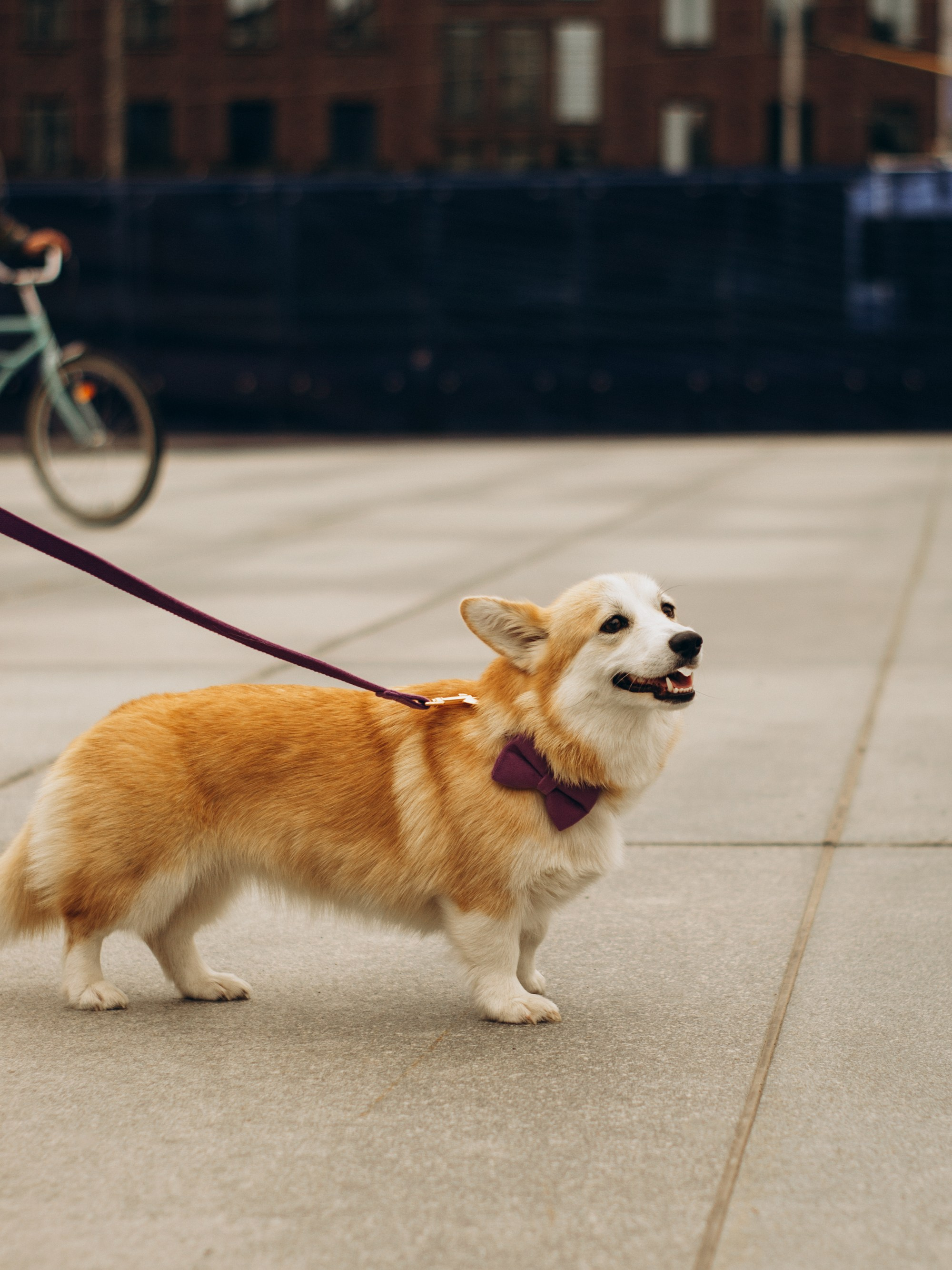Corgi party, september. Kat Laisaar — Pet photographer in Tallinn