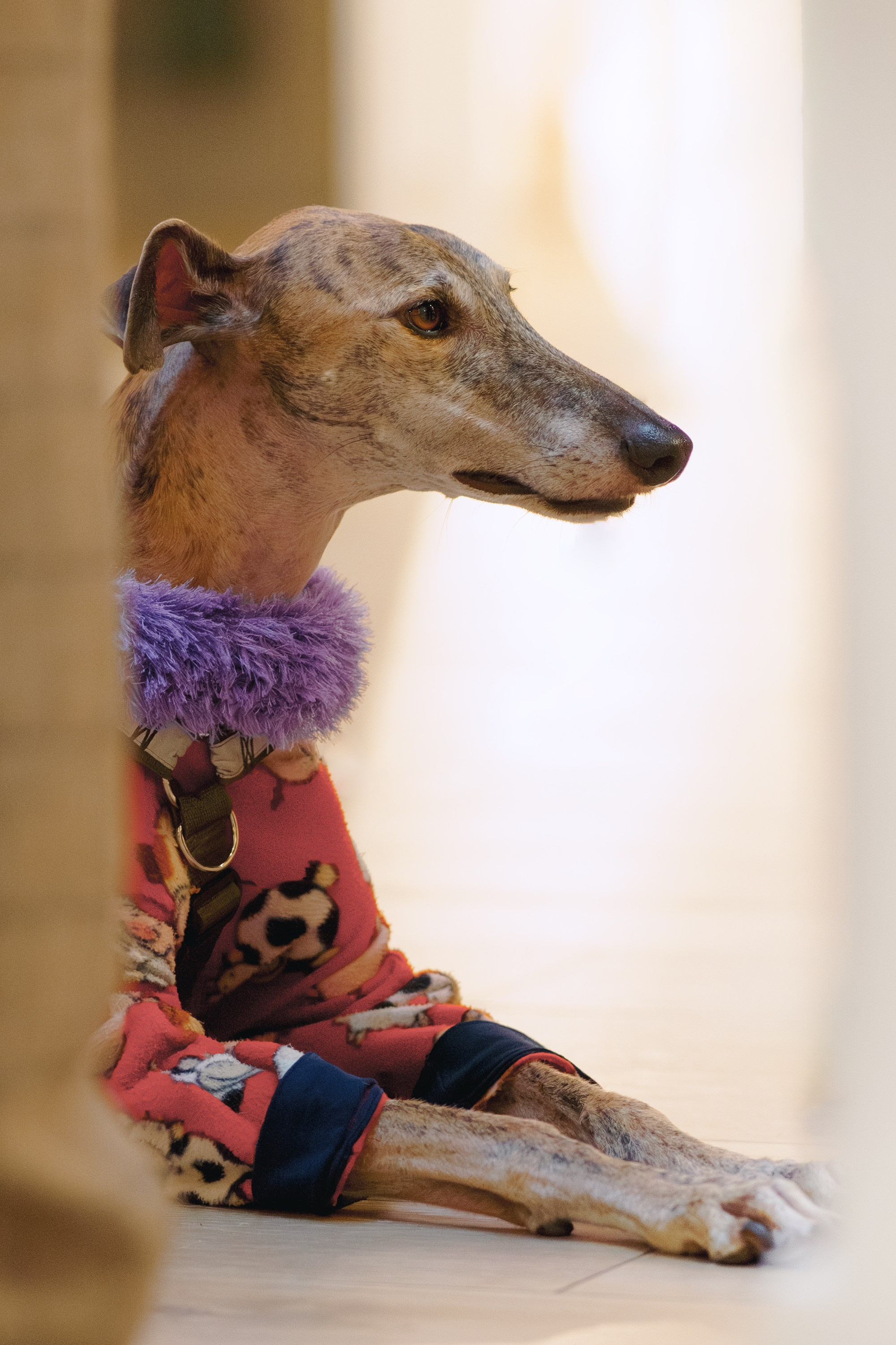 GalgoTreff / Solaris keskus 16 november. Kat Laisaar — Pet photographer in Tallinn