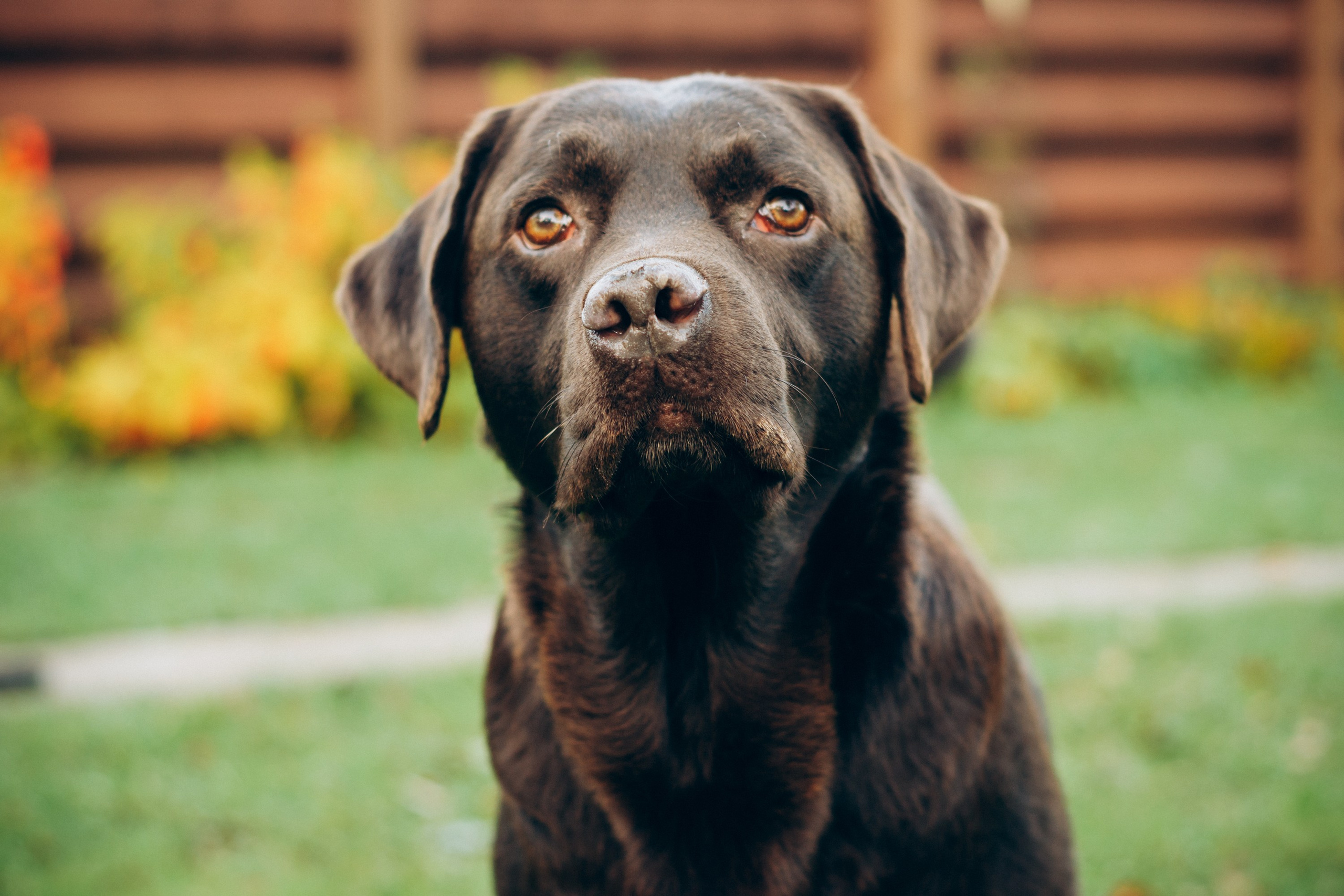 Harvi, chocolate Labrador Retriever. Kat Laisaar — Pet photographer in Tallinn
