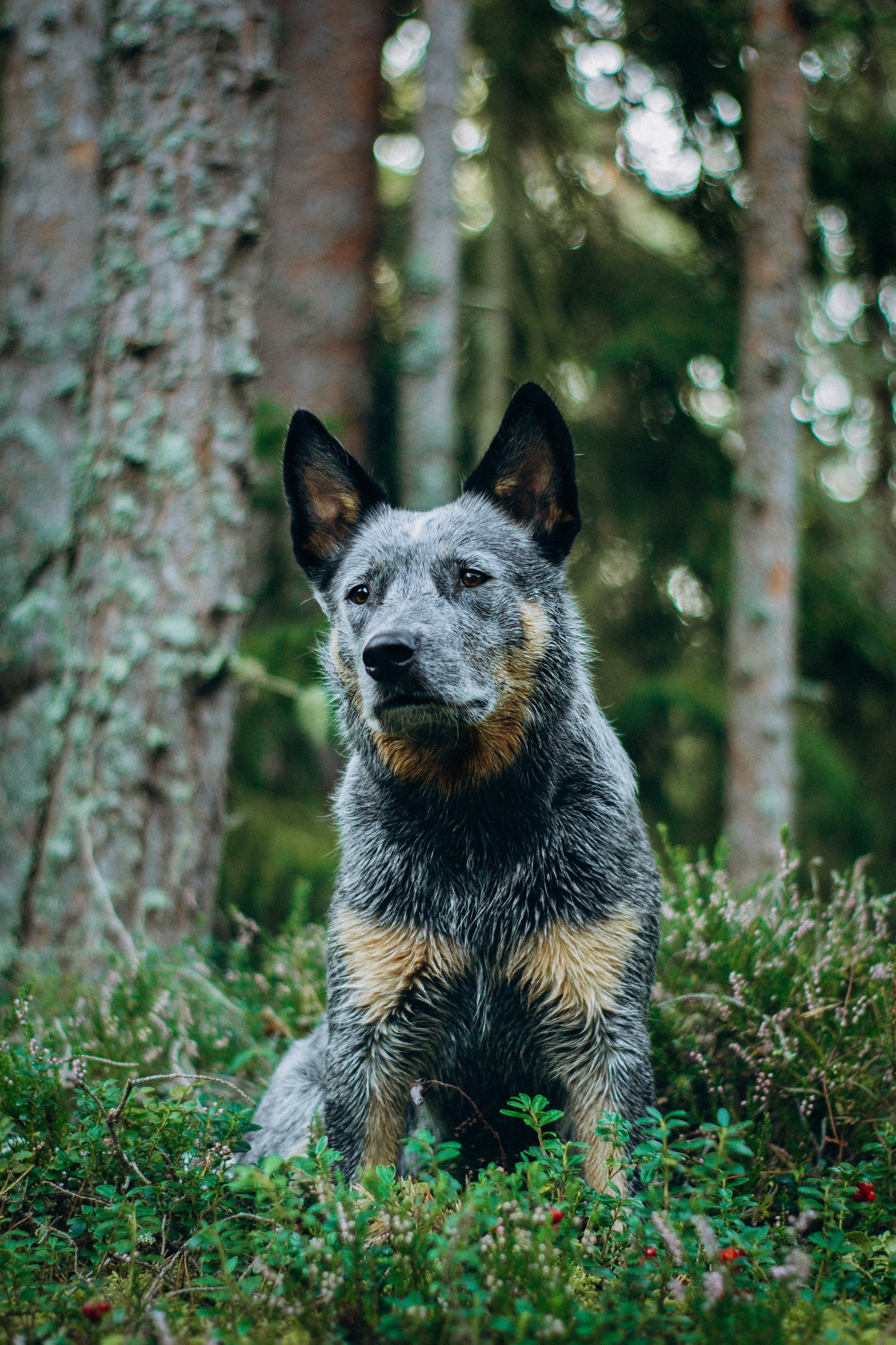 Dakota, Australian Cattle Dog. Kat Laisaar — Pet photographer in Tallinn