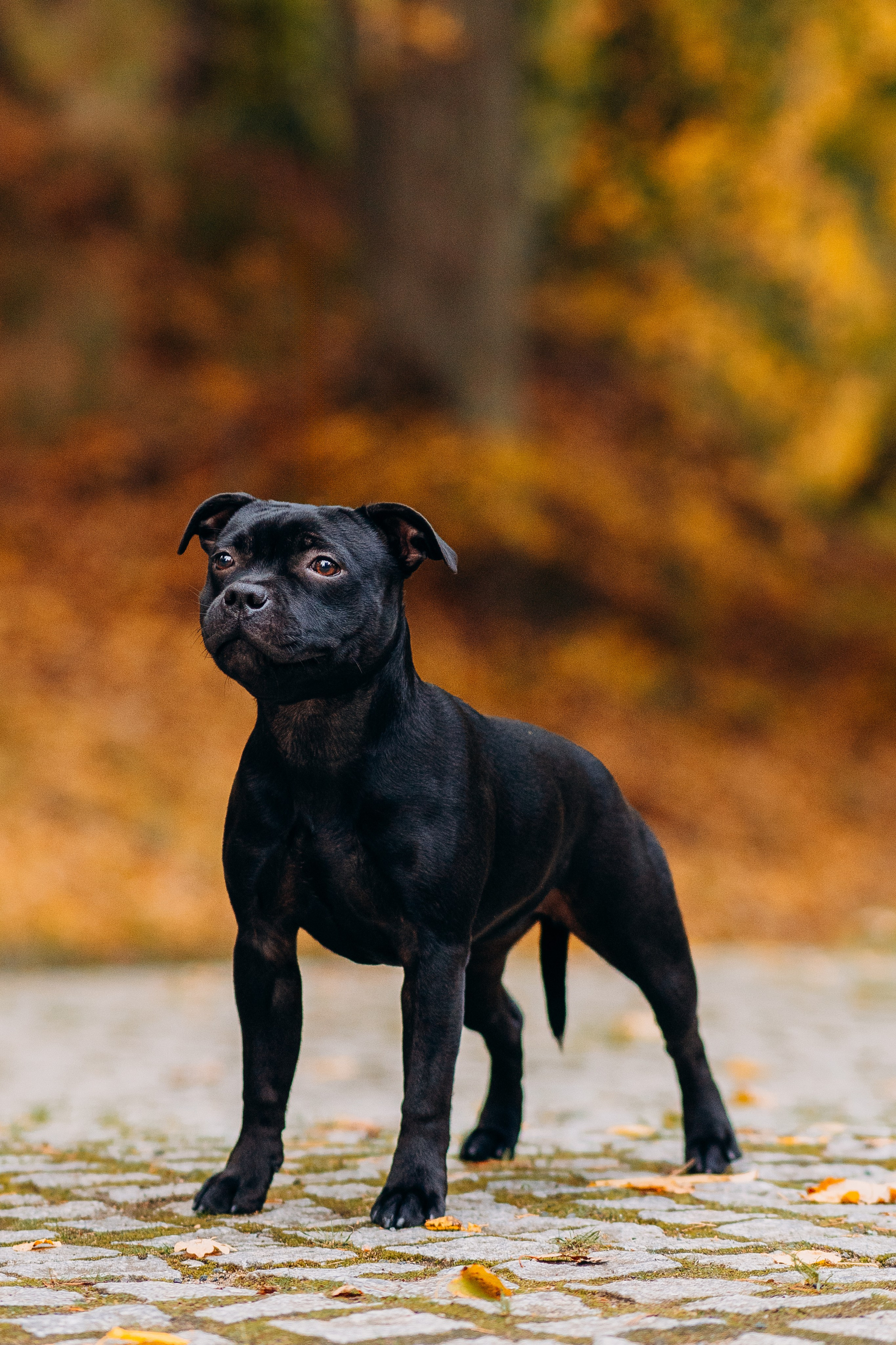Staffordshire Bull Terriers Meetup. Kat Laisaar — Pet photographer in Tallinn