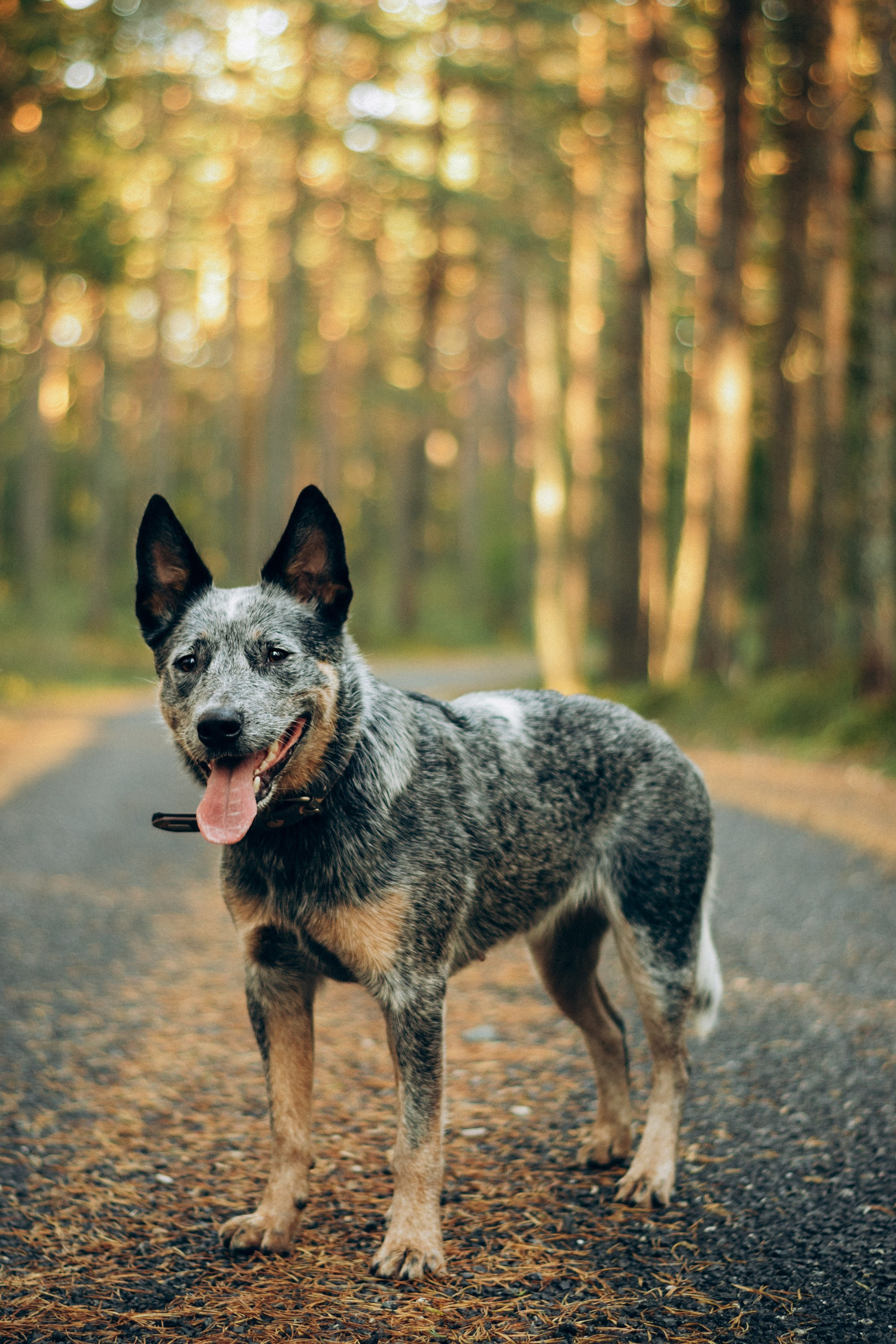 Polina and her Dakota, Blue Heeler. Kat Laisaar — Pet photographer in Tallinn