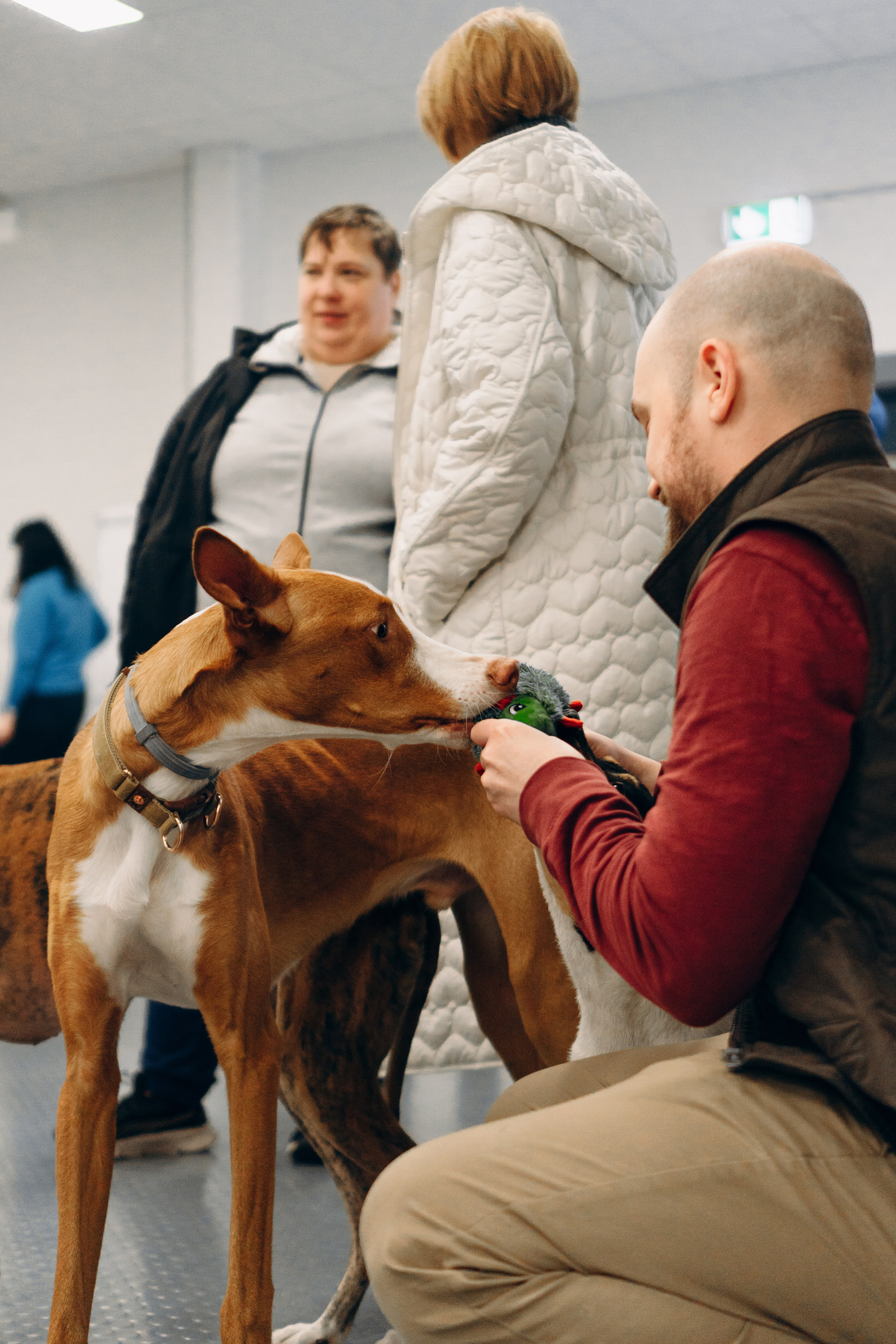 GalgoTreff / PetCity Rannamõisa, 13 apr. 2025. Kat Laisaar — Pet photographer in Tallinn