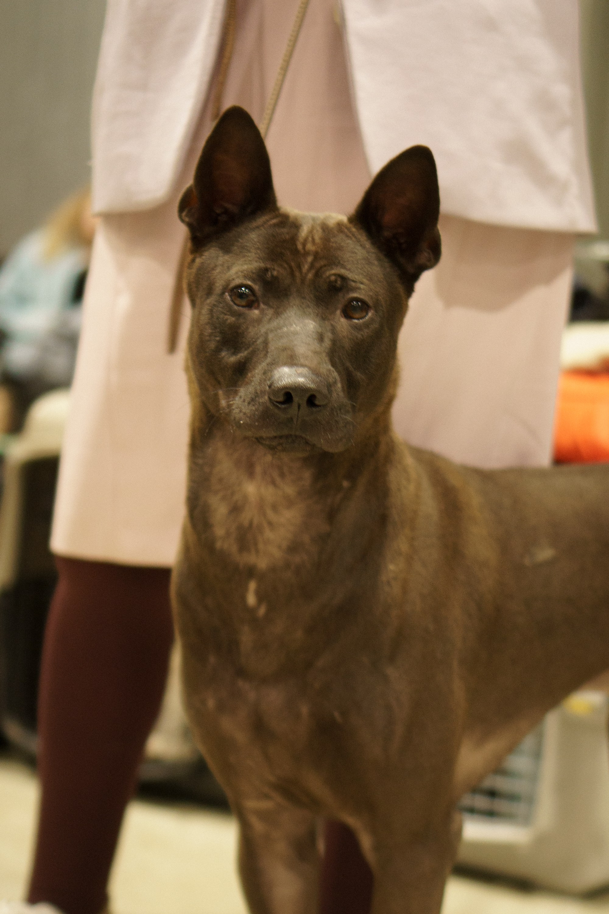 Tartu International Dog Show. Kat Laisaar — Pet photographer in Tallinn
