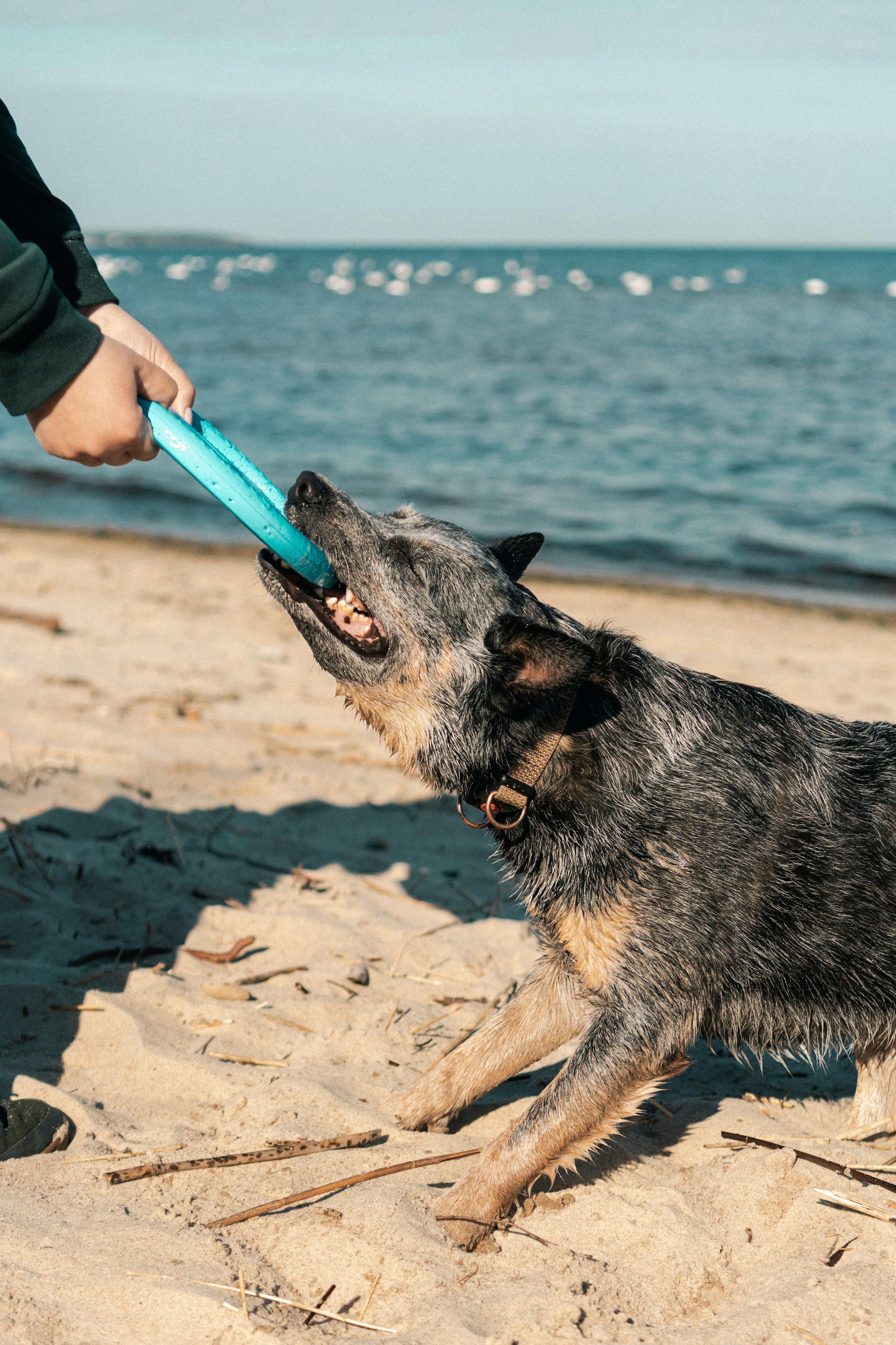 Oskar, Maria & Dmitrii. Kat Laisaar — Pet photographer in Tallinn
