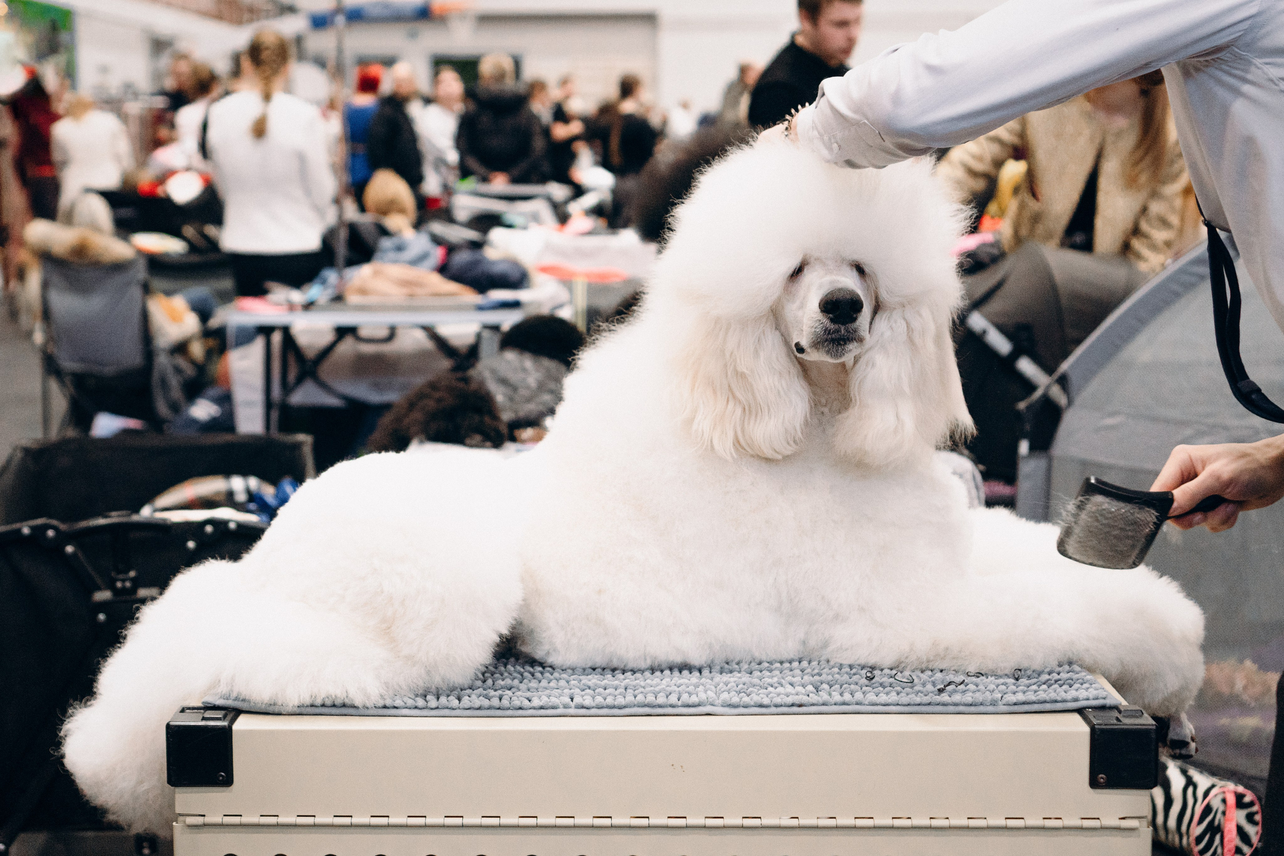 Pärnu dog weekend photo report. Kat Laisaar — Pet photographer in Tallinn