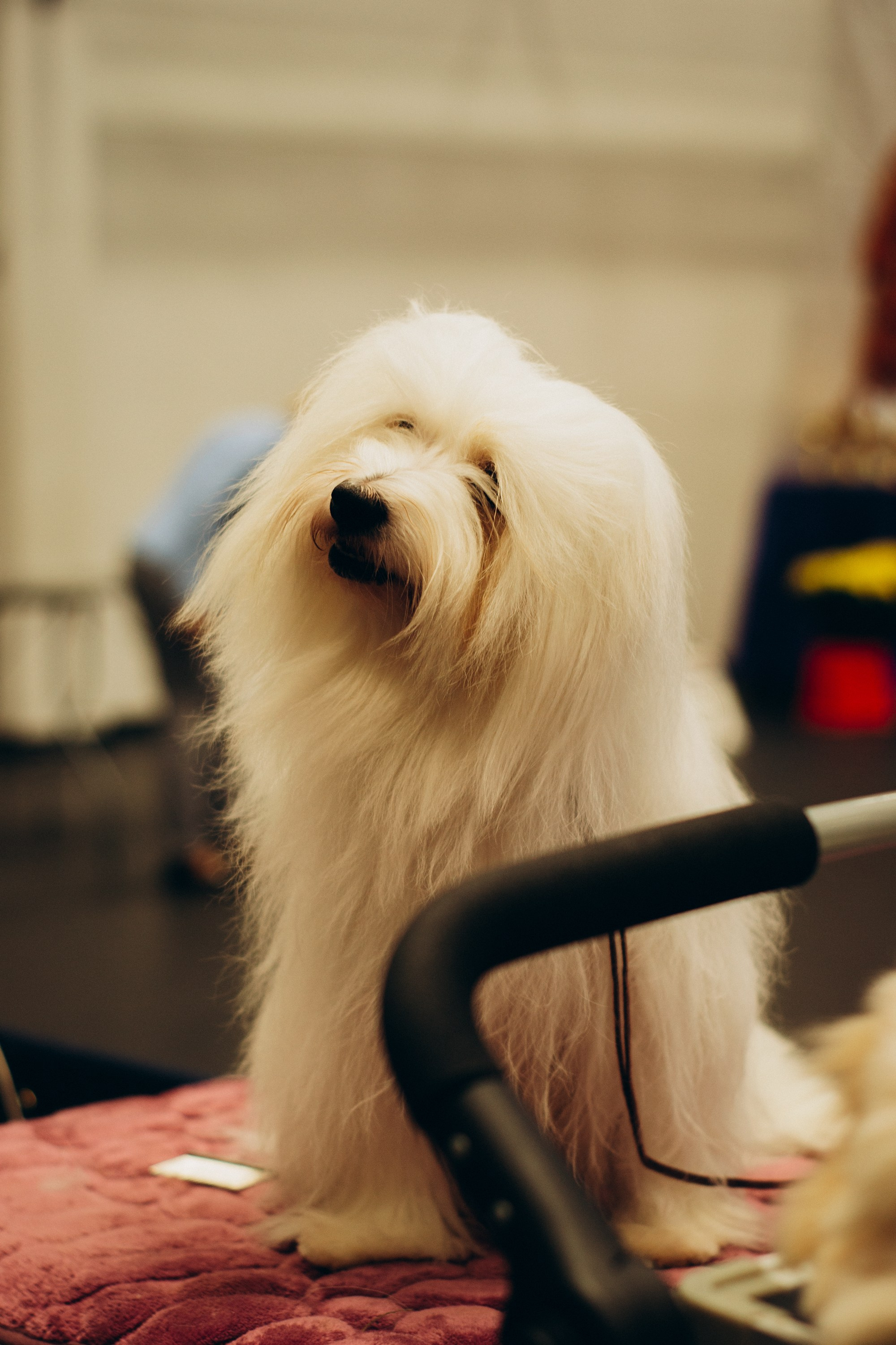 Rakvere Dog Show. Kat Laisaar — Pet photographer in Tallinn