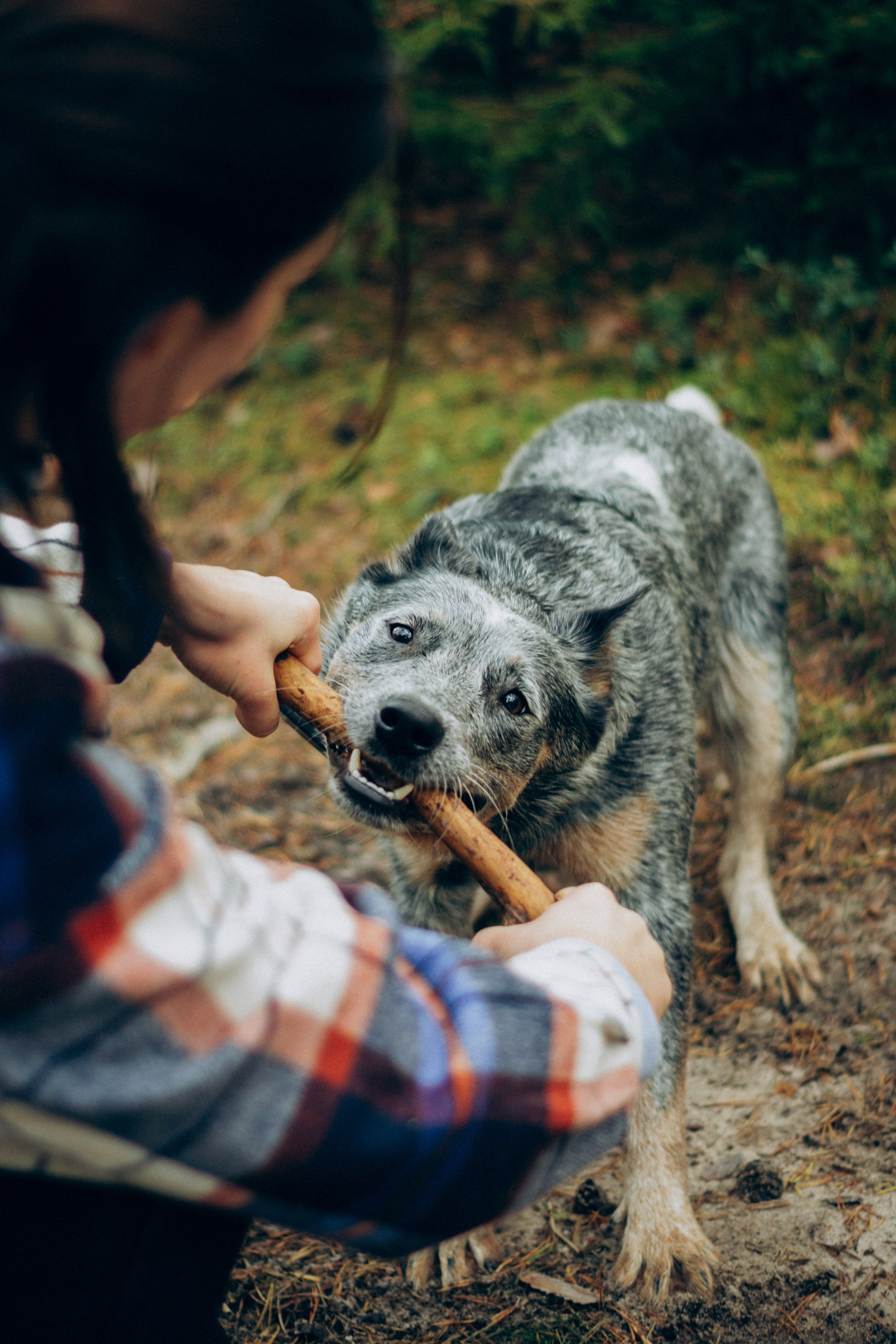 Polina and her Dakota, Blue Heeler. Kat Laisaar — Pet photographer in Tallinn