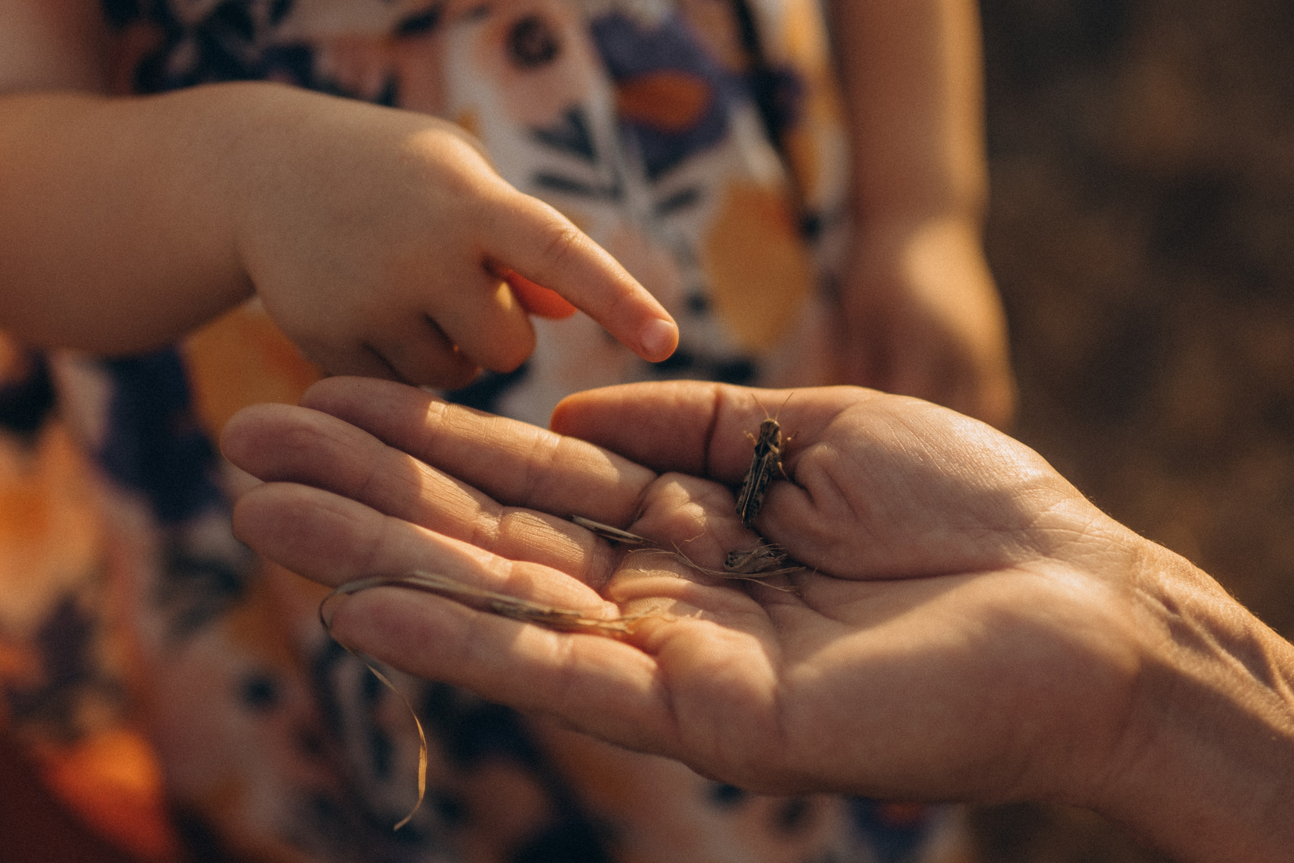 Golden Hour. Lens Captures Life