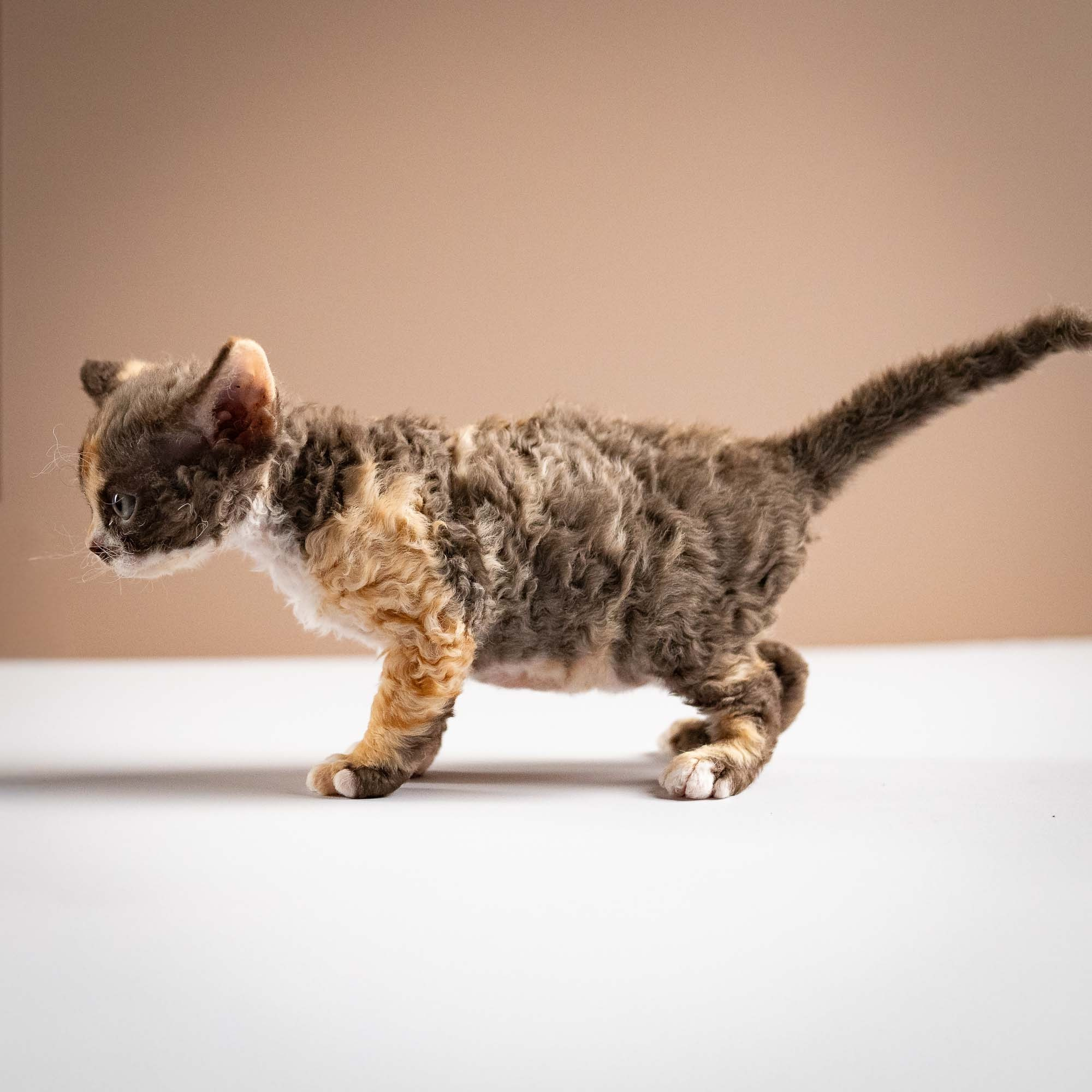 Polly, girl, born 02.11.26. Devon Rex Pixie Cattery