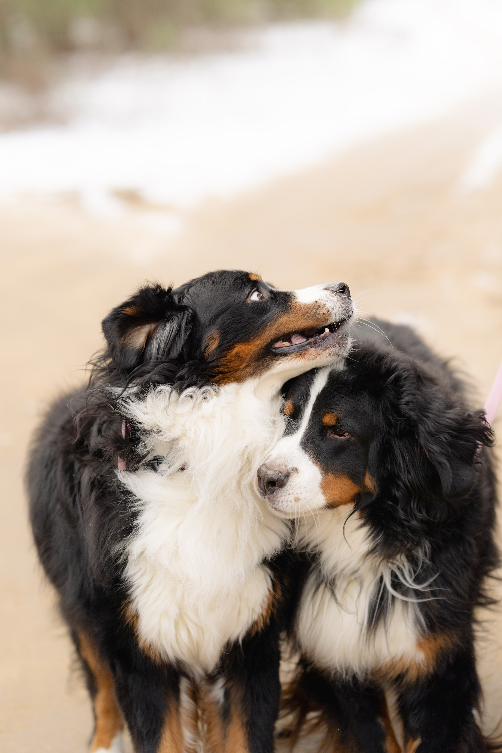 2 berno zenenhundai ir naujas šeimos narys Riko. Vita Klimaševska ○ Fluffy Soulmate Photography