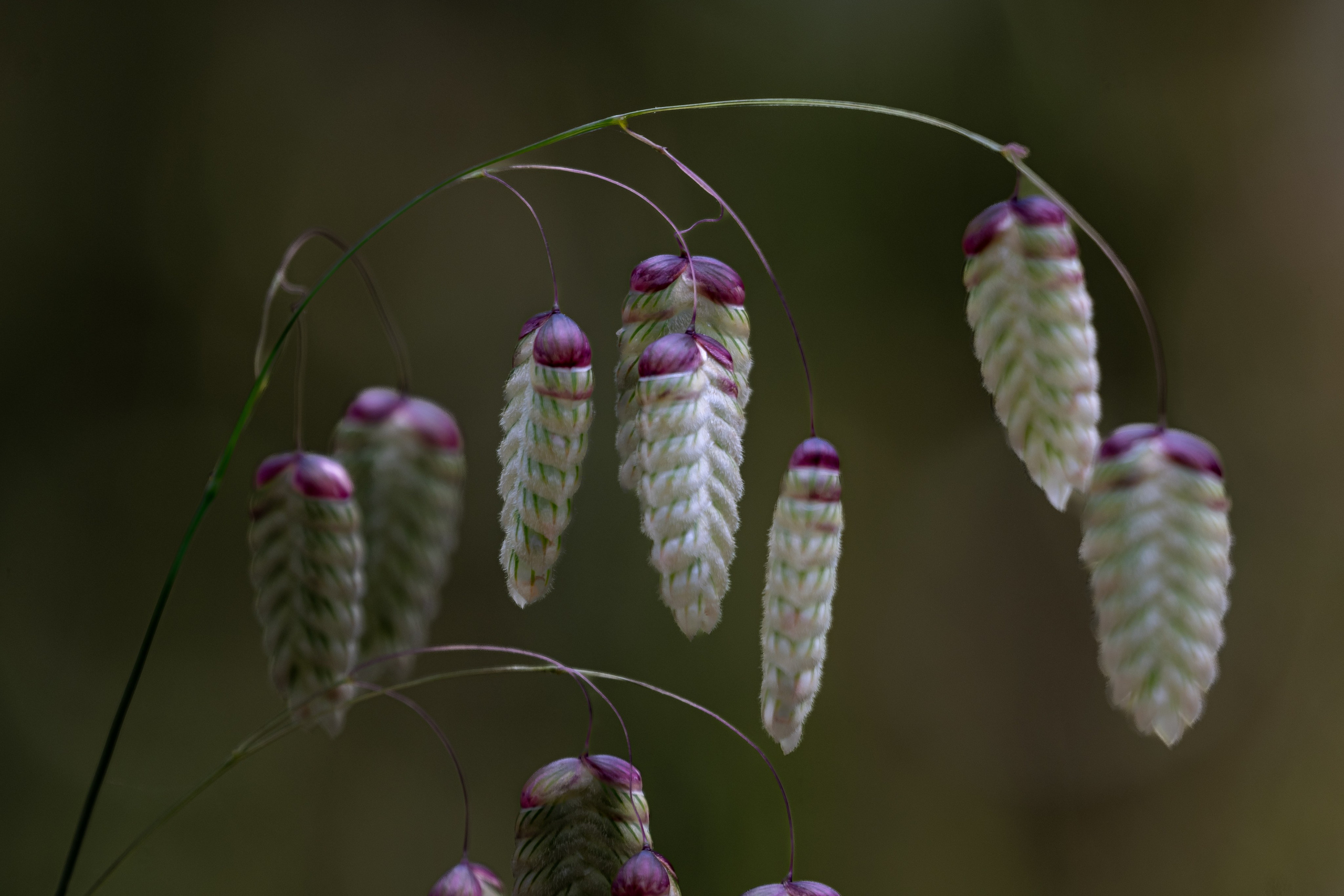 Macro Photography. Prime_Frame_Studio