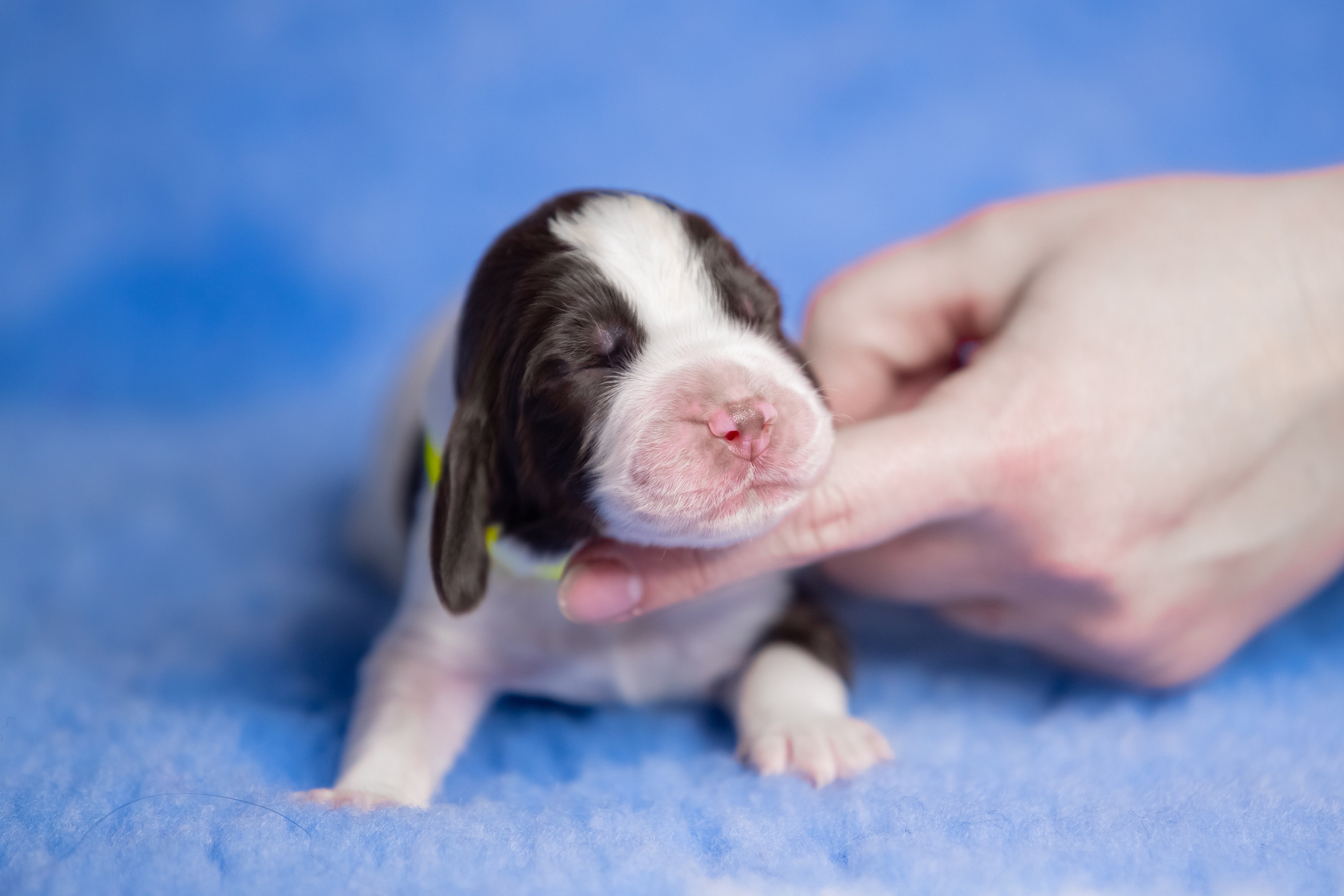 Male — Yellow collar 💛. Website of the titled stud dog of the Springer Spaniel breed