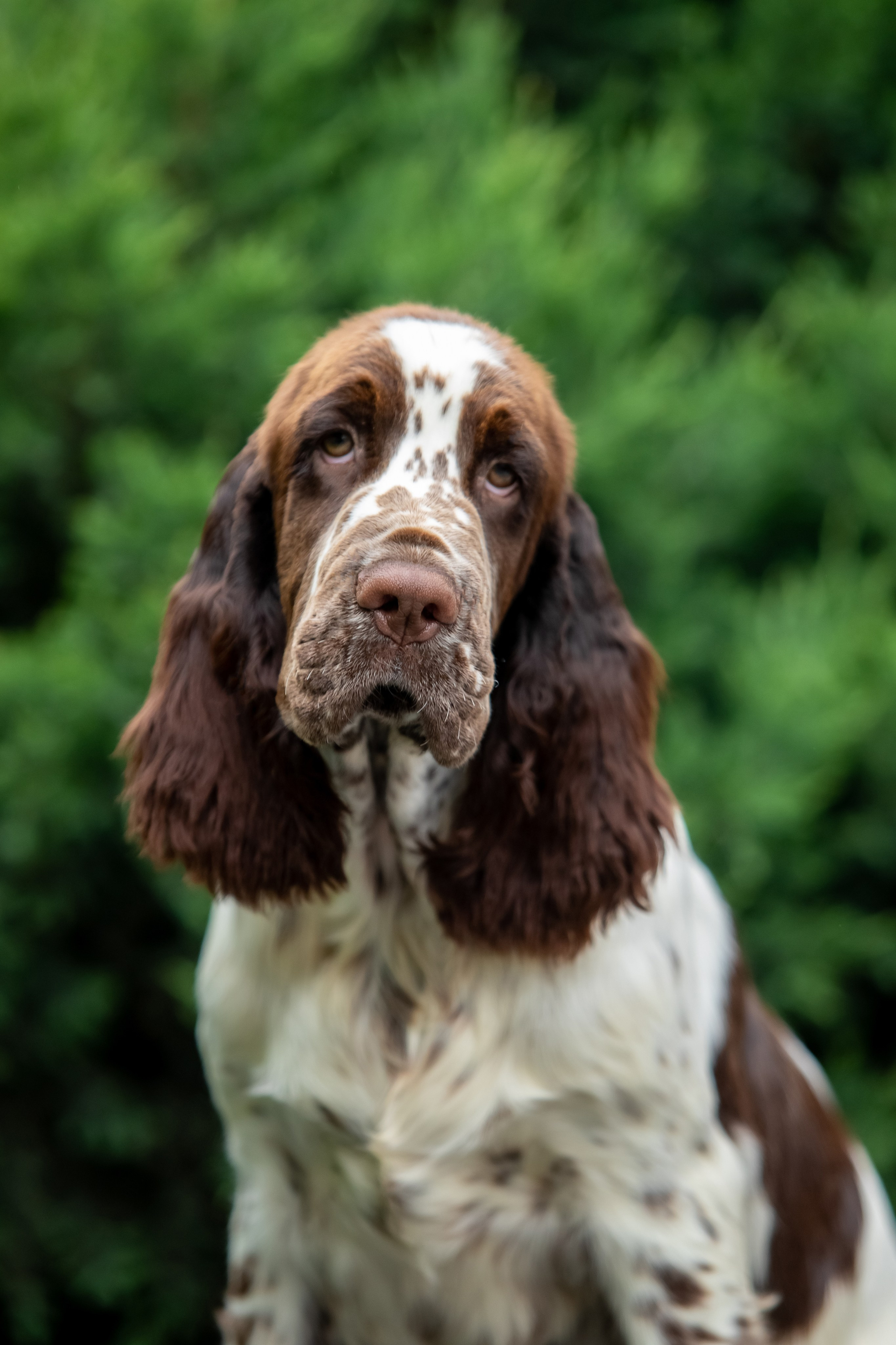 Male — Blue collar 💙. Website of the titled stud dog of the Springer Spaniel breed