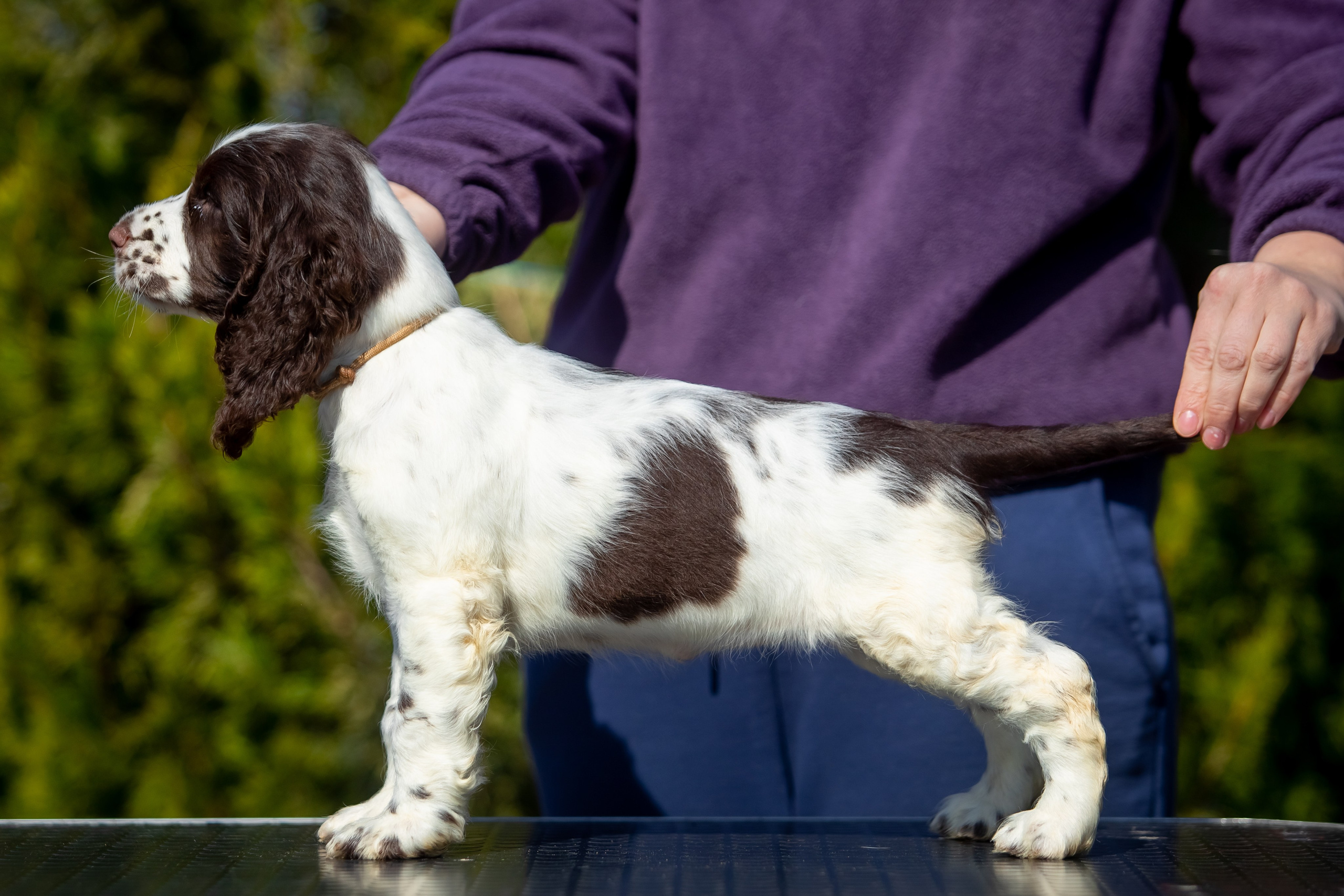 Female — Grey collar 🩶. Website of the titled stud dog of the Springer Spaniel breed