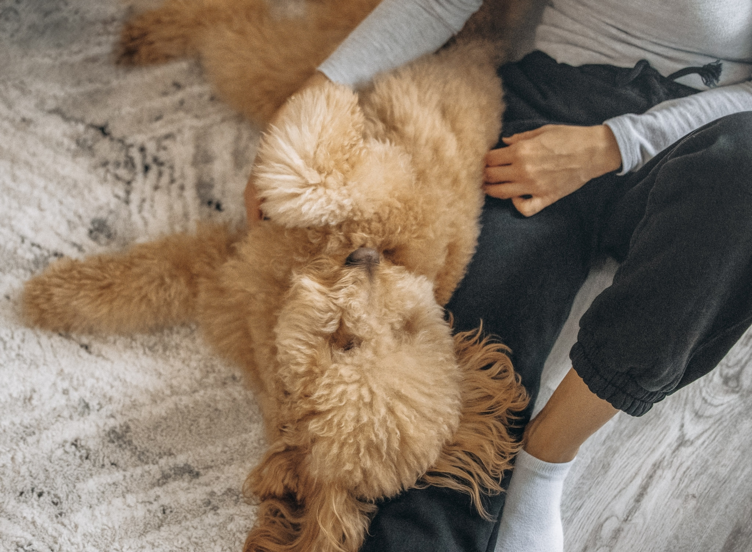 Richie & his Family. Pet Photographer Viktoriya Aleshenko