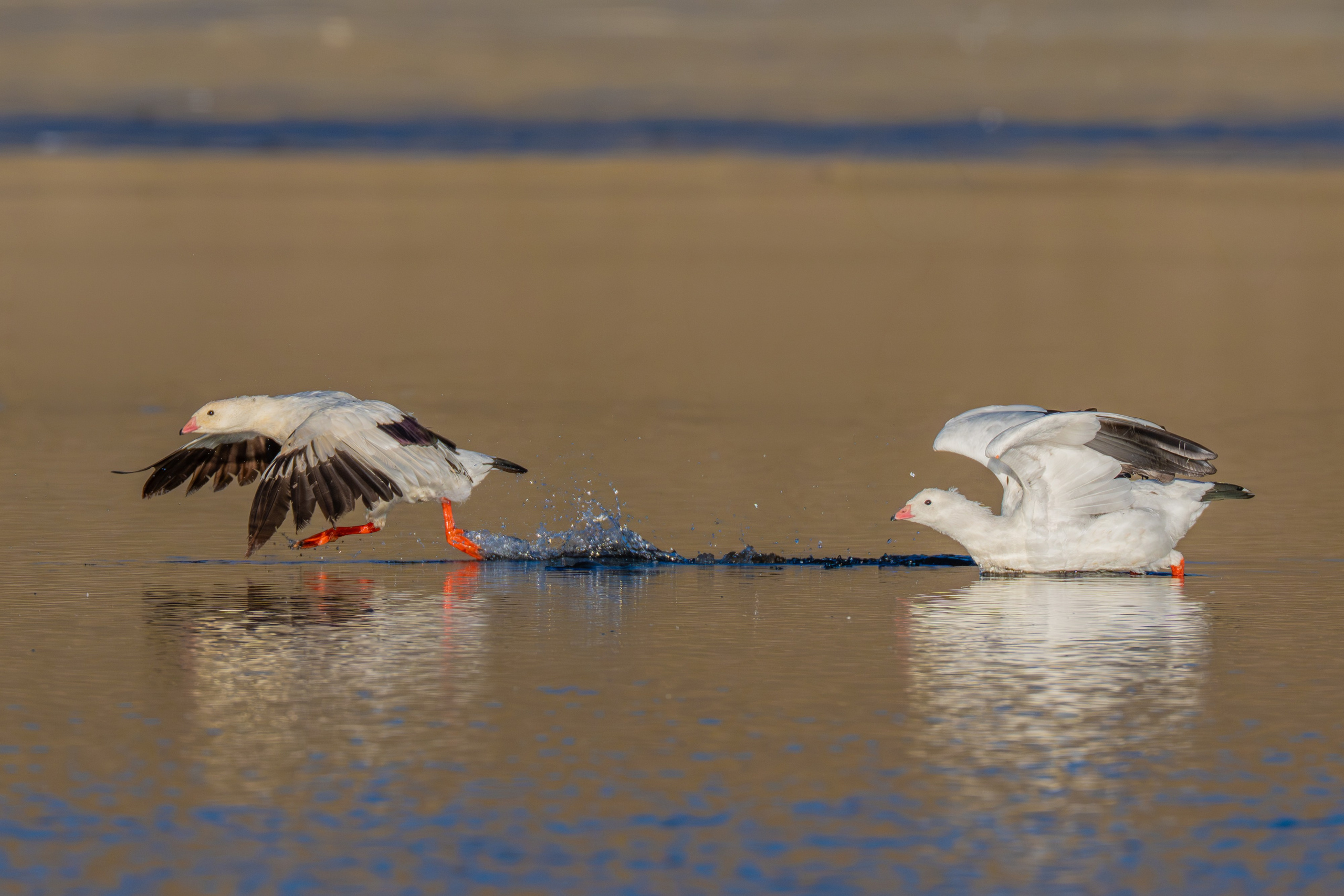 Ganzos. Nature photographer Yuri Soria-Galvarro