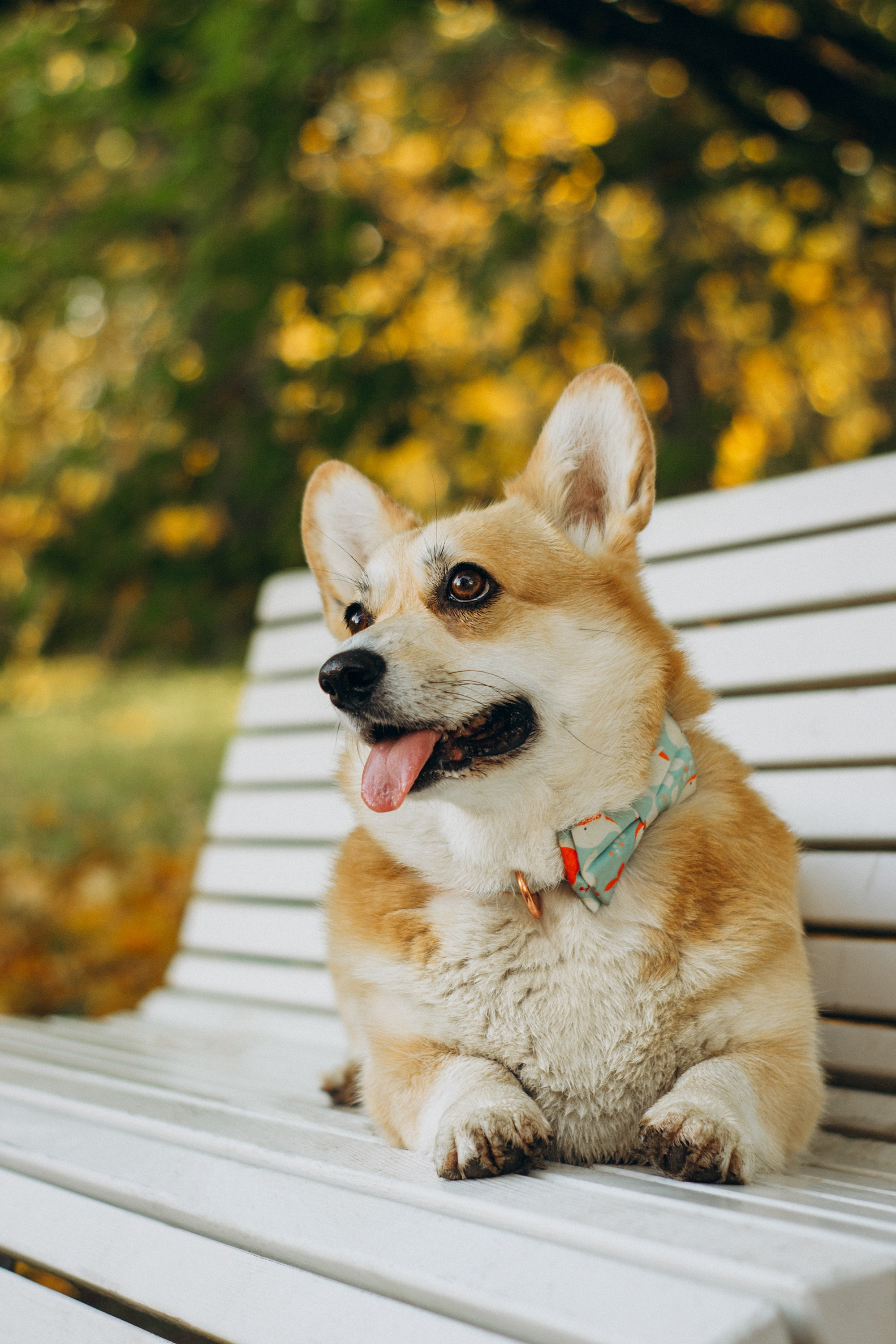 Irina and her Teffy, Pembroke Welsh Corgi. Kat Laisaar — Pet photographer in Tallinn