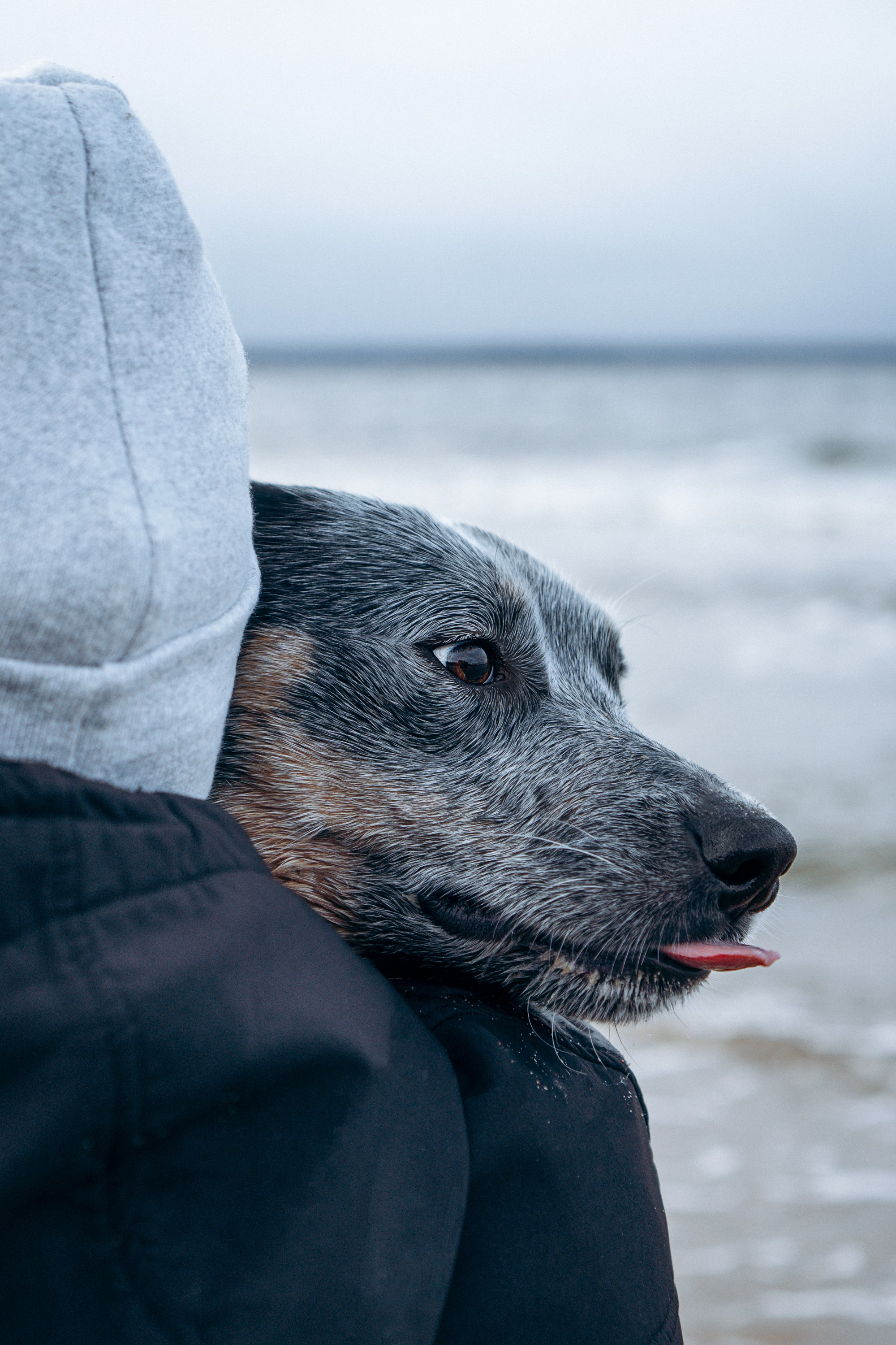 Polina and her Dakota, Australian Cattle Dog. Kat Laisaar — Pet photographer in Tallinn