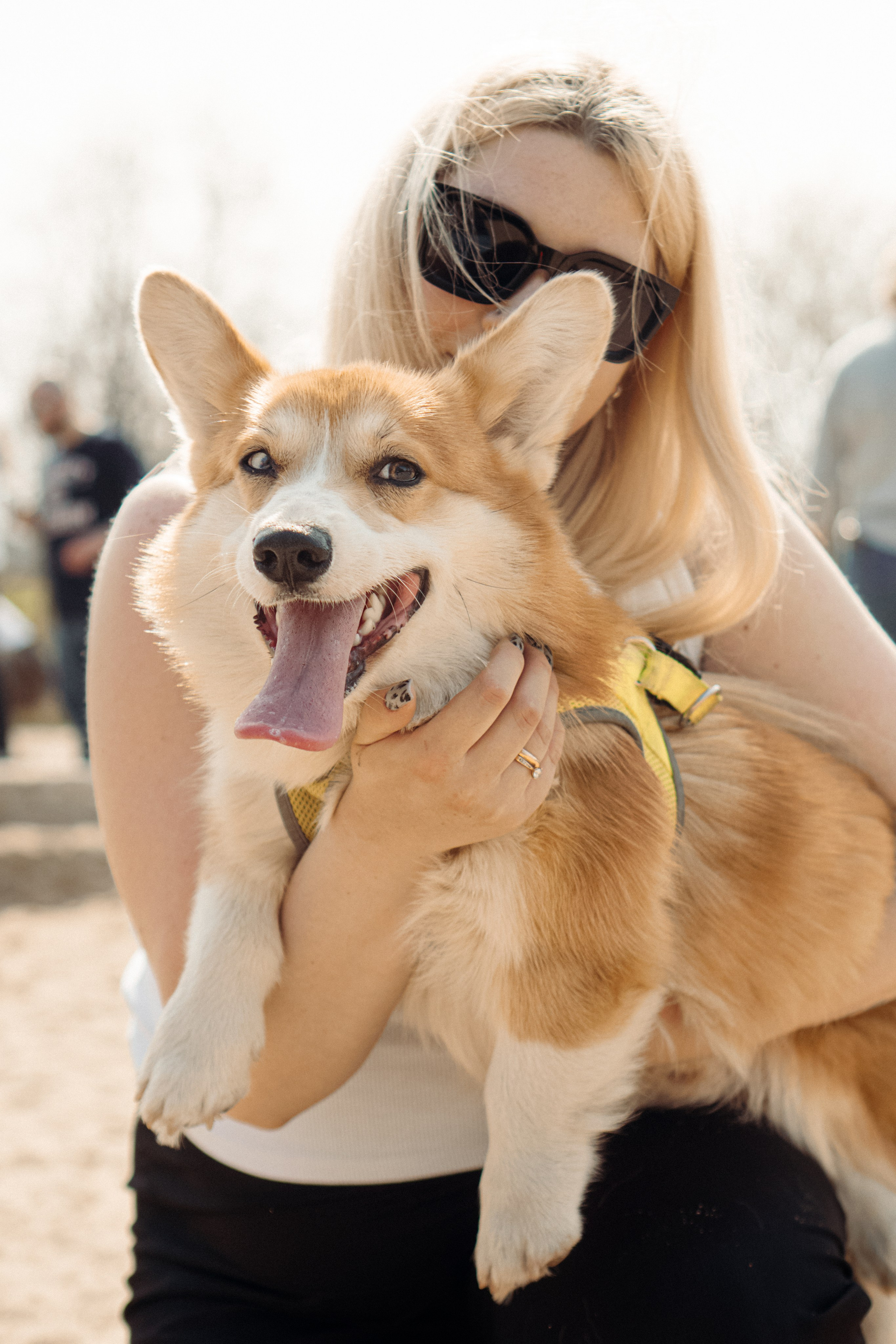 Corgi party, 18 apr. 2025. Kat Laisaar — Pet photographer in Tallinn