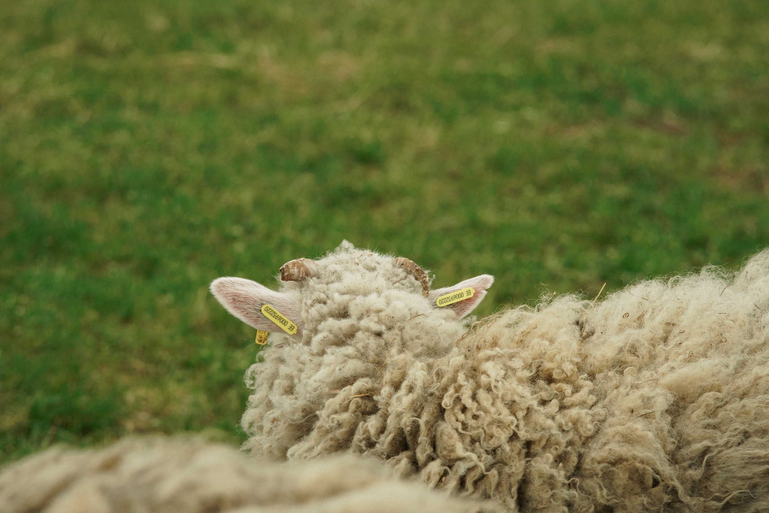Herding Days, 26 apr. 2025. Kat Laisaar — Pet photographer in Tallinn