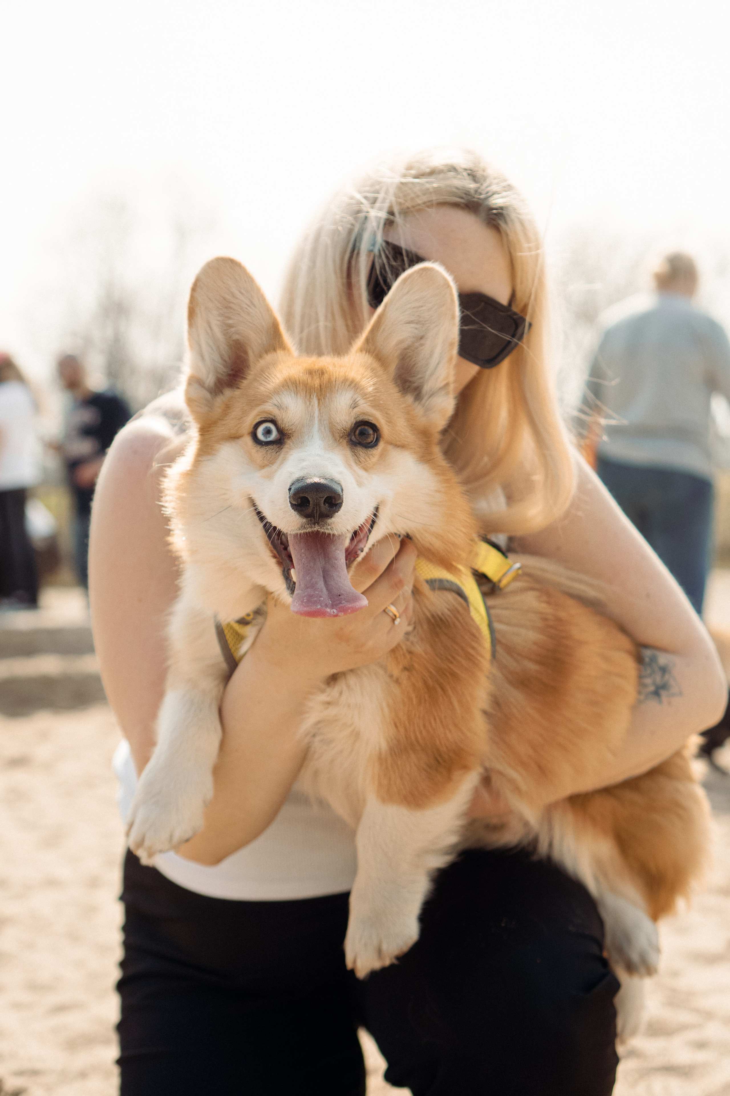 Corgi party, 18 apr. 2025. Kat Laisaar — Pet photographer in Tallinn
