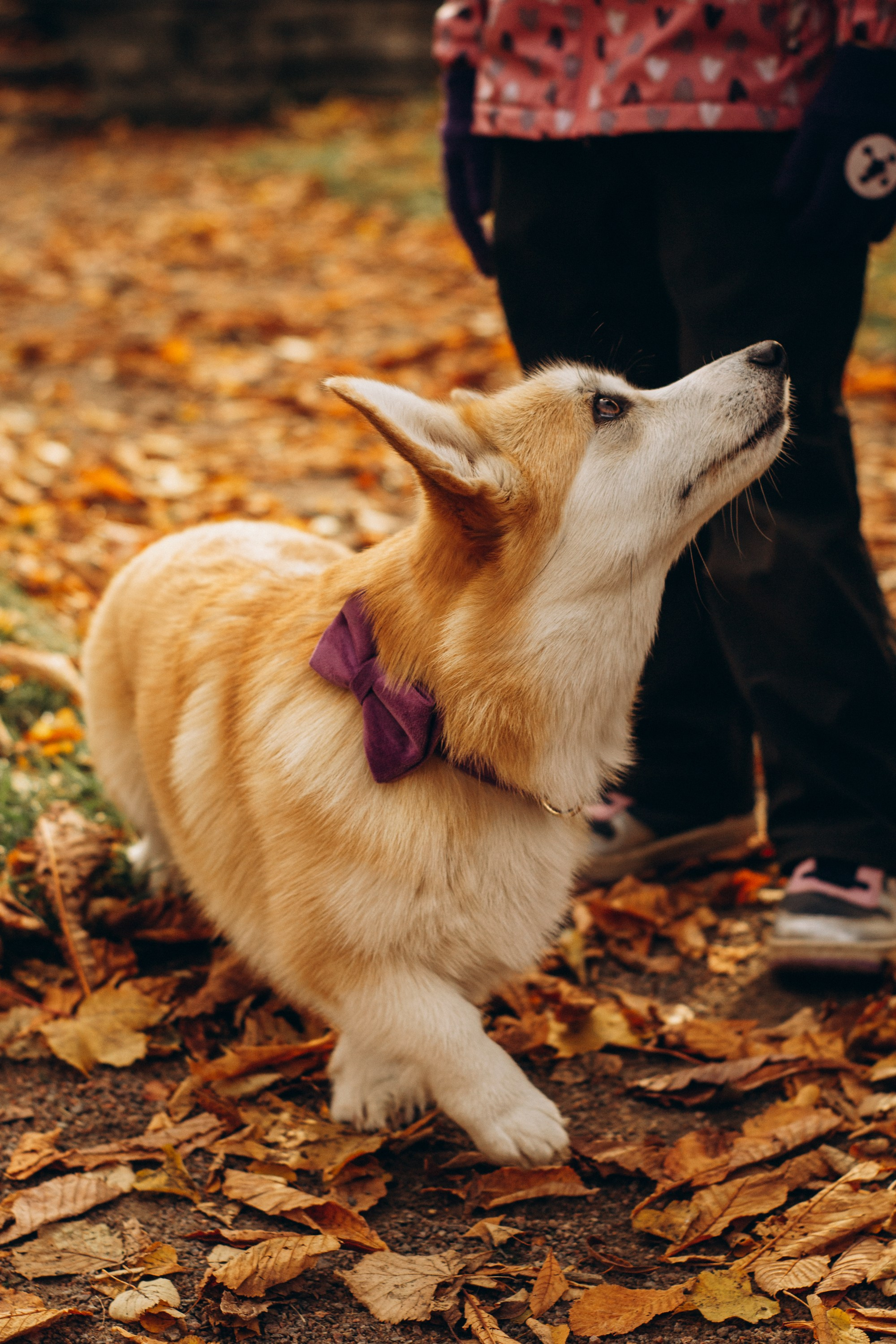 Corgi party, october. Kat Laisaar — Pet photographer in Tallinn