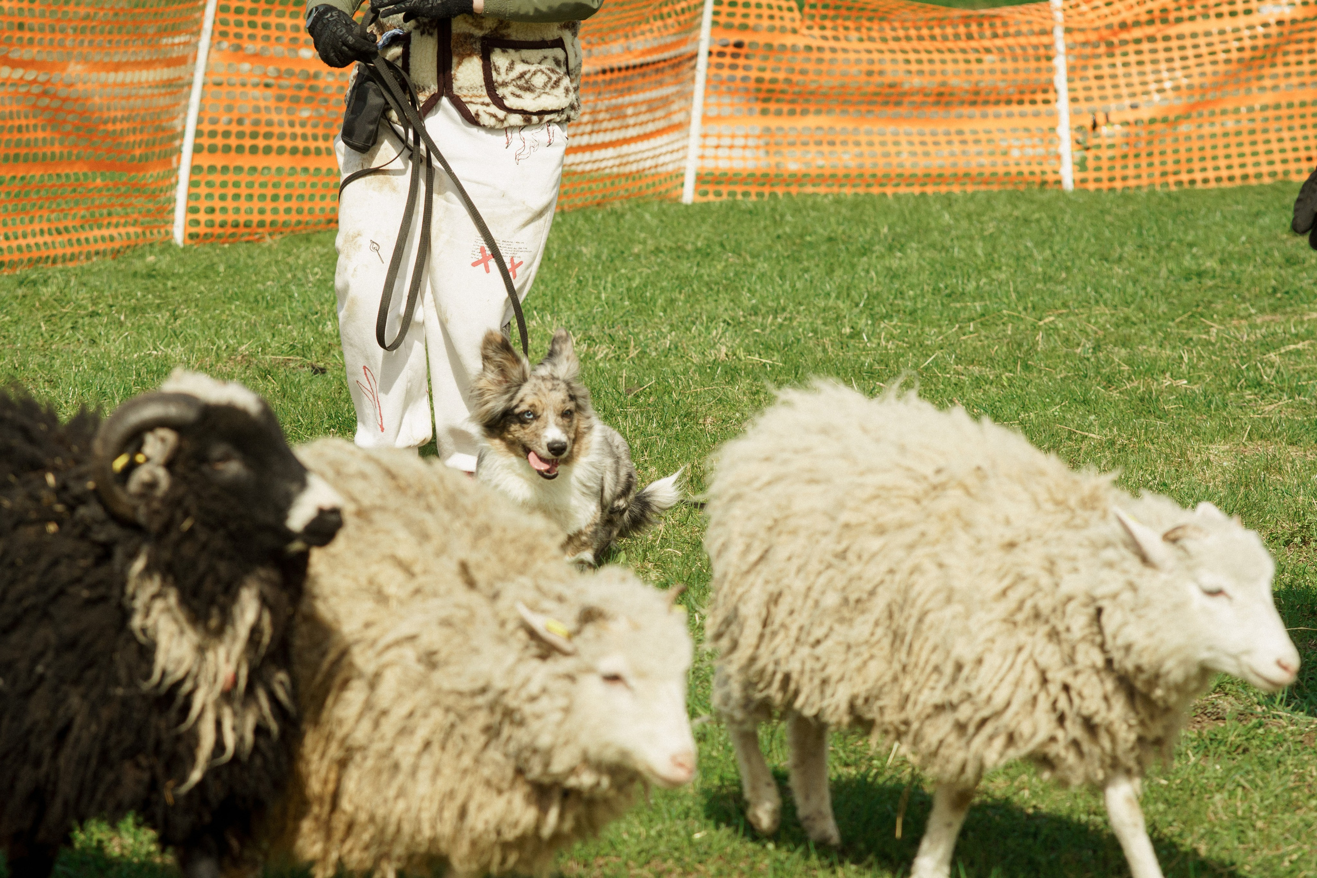 Herding Days, 26 apr. 2025. Kat Laisaar — Pet photographer in Tallinn