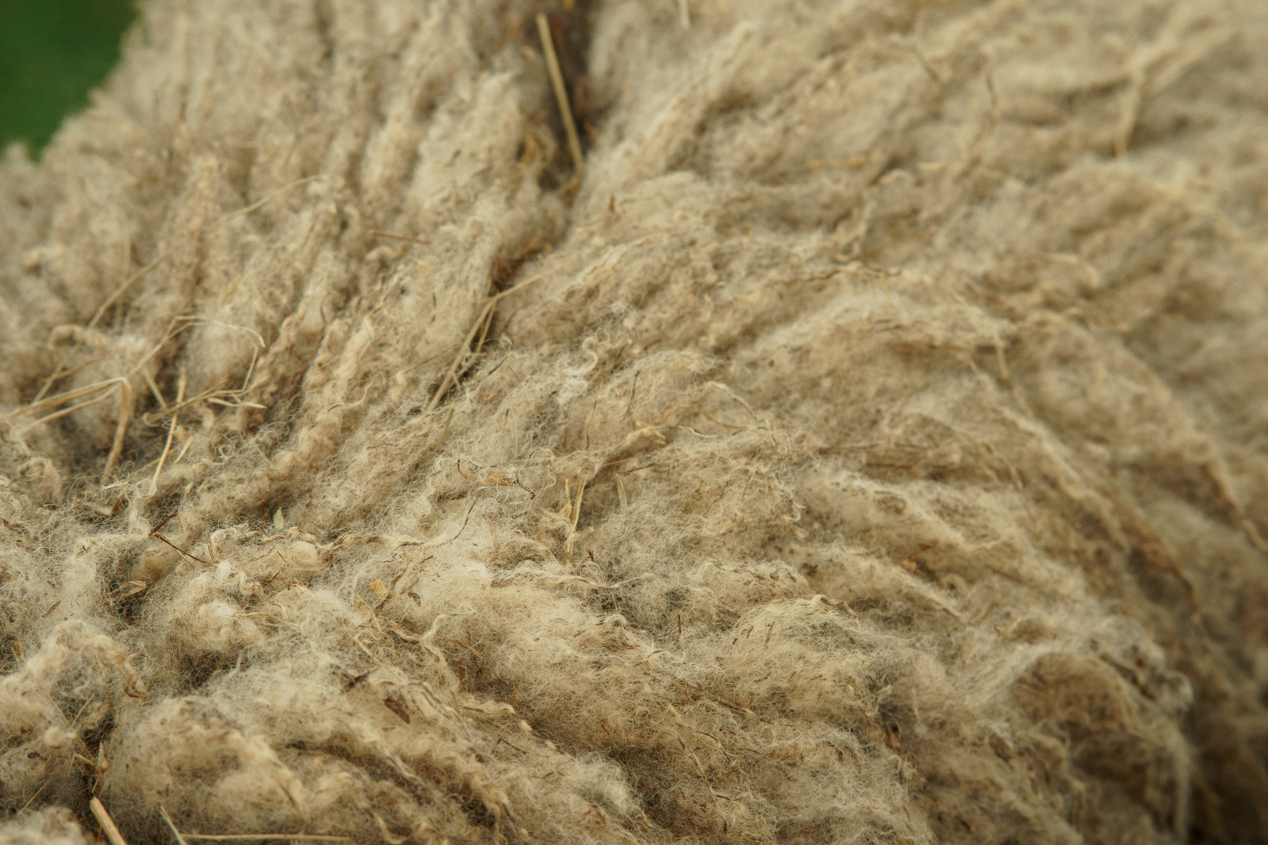 Herding Days, 26 apr. 2025. Kat Laisaar — Pet photographer in Tallinn