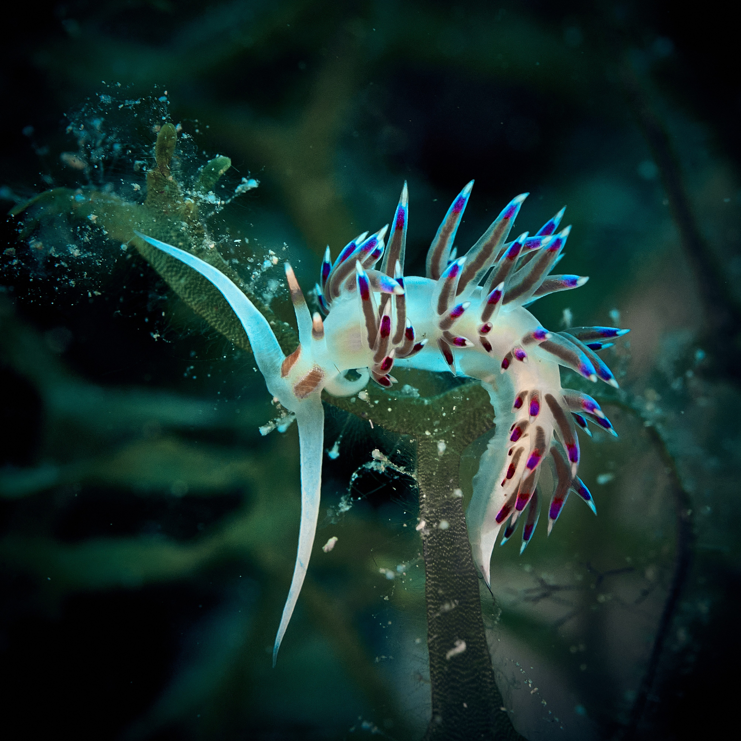 Mieszkańcy mórz. Andriej Szypilow — Photography & Videography