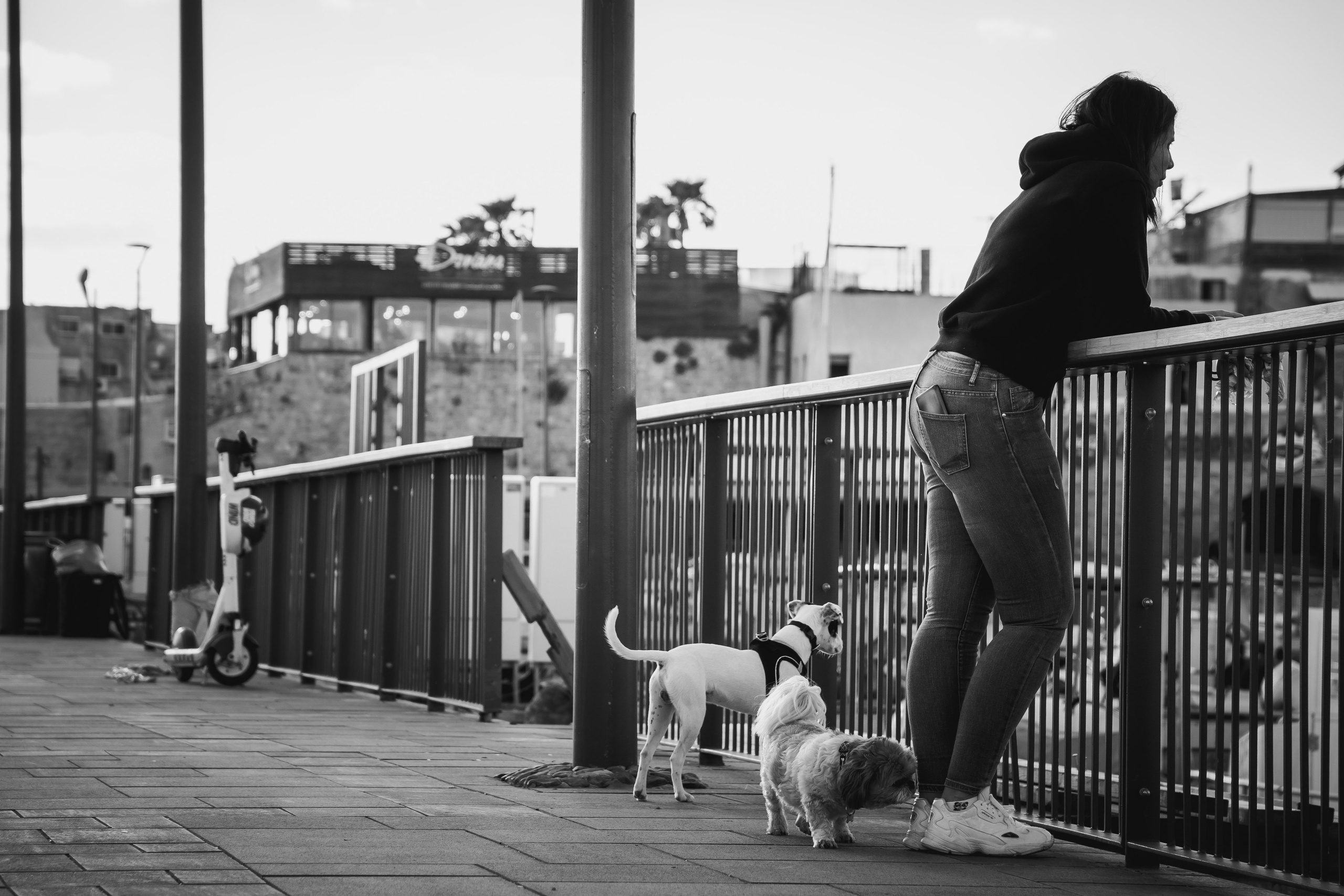 Random dogs. Главное меню