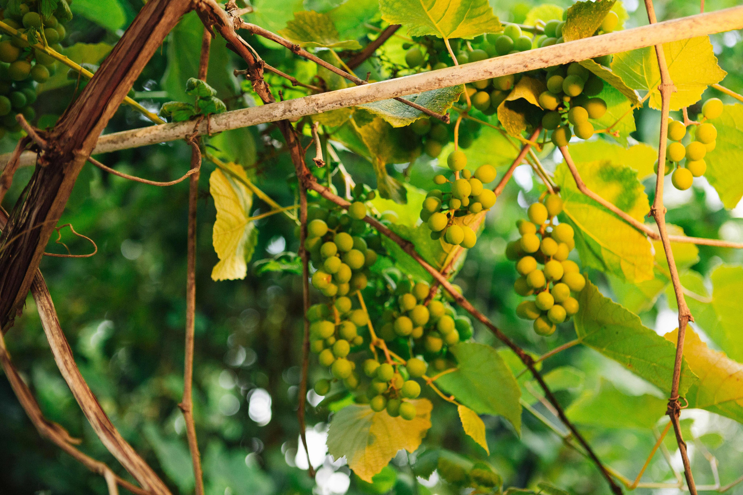 Wedding in Hadera. PHOTOGRAPHER IN ISRAEL