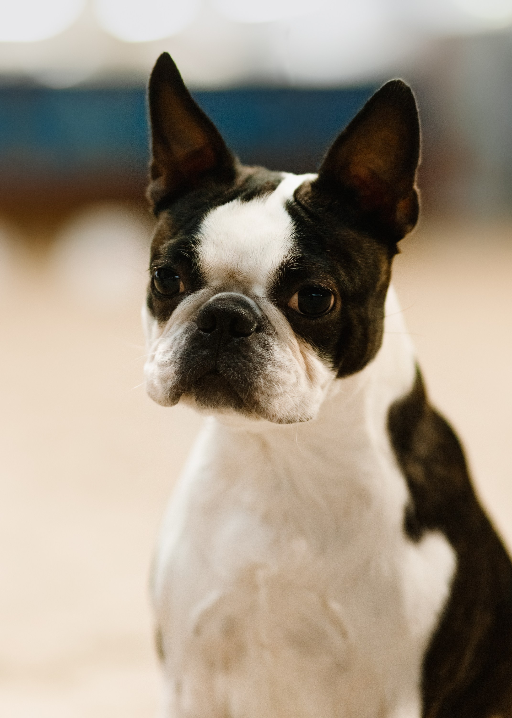 Dog shows | the best ones. Kaja | fotograf psów we Wrocławiu