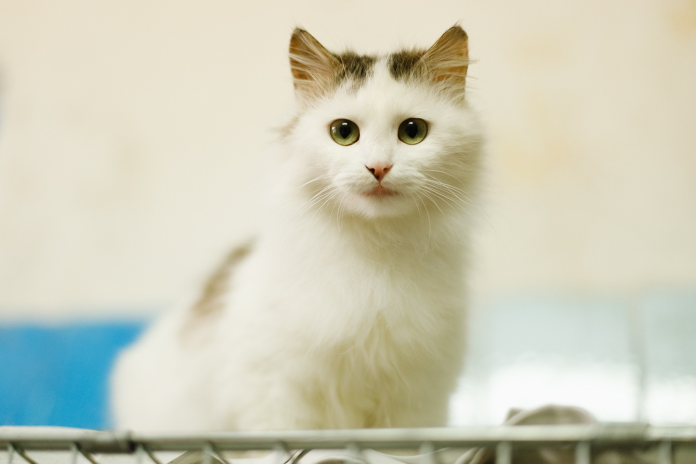 Shelter's cats for adoption. Kaja | fotograf we Wrocławiu | ludzie i psy