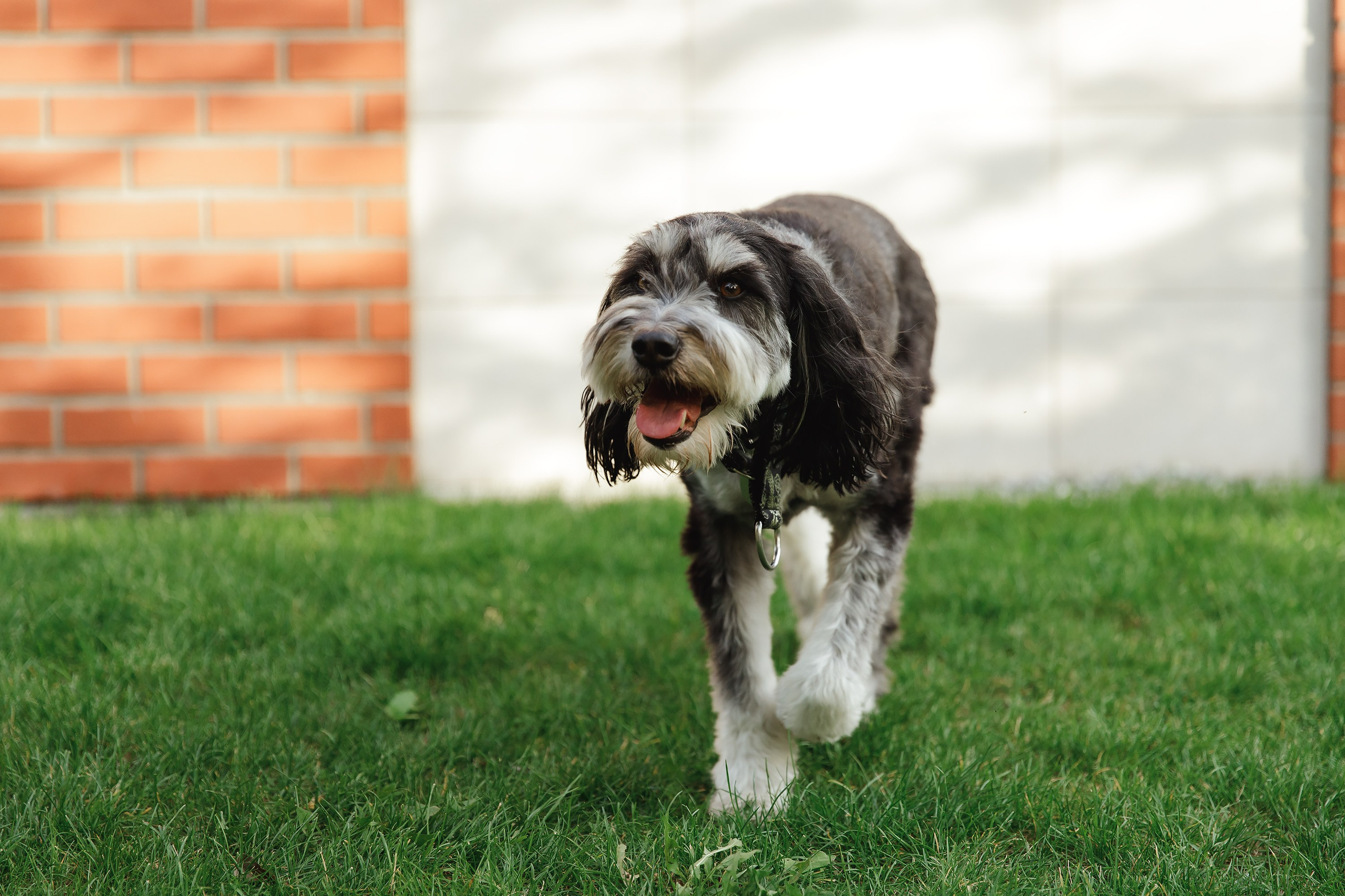 Lera & Flora. Kaja | fotograf we Wrocławiu | ludzie i psy