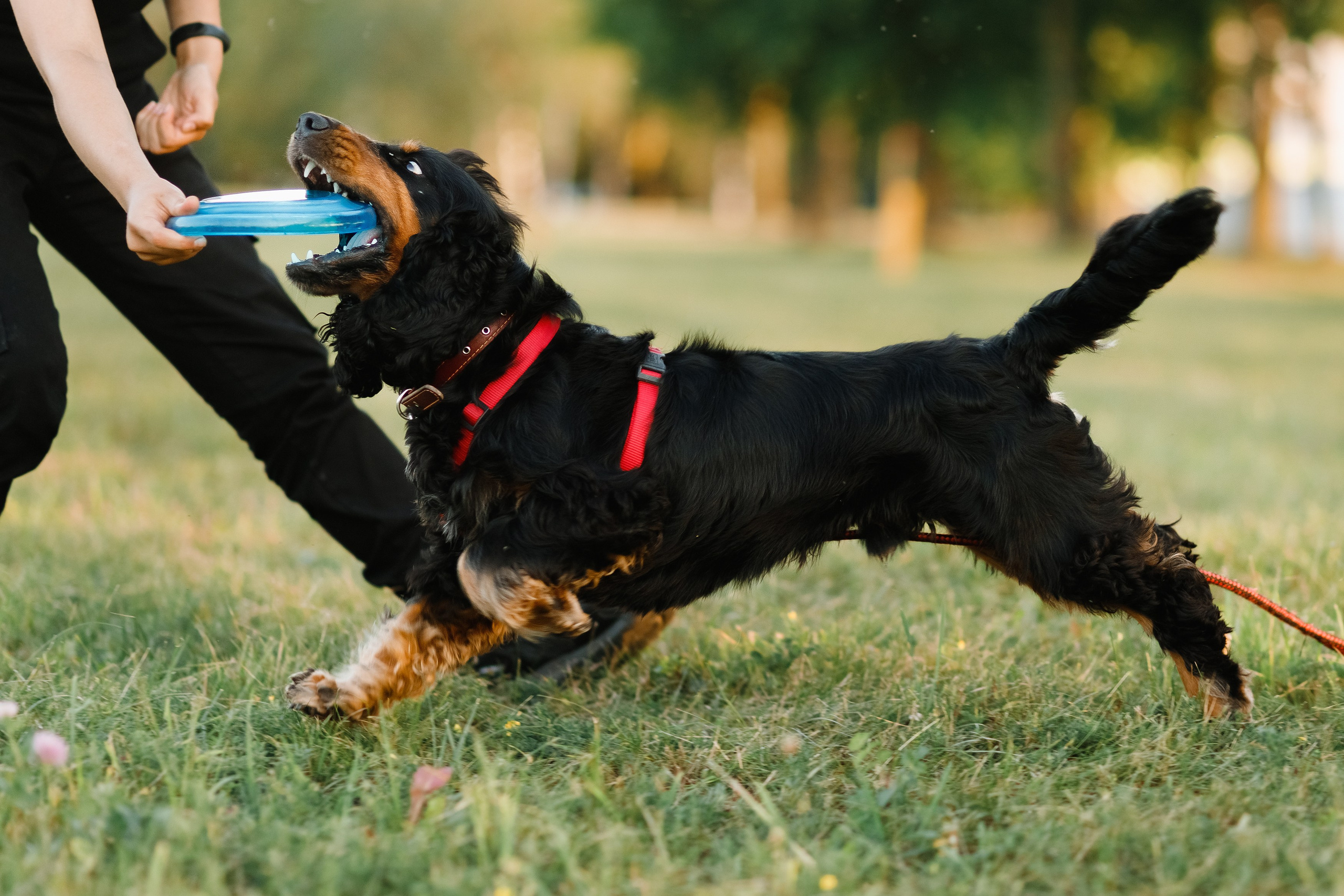 Frisbee workshop of Darya Lukina. Kaja | fotograf we Wrocławiu | ludzie i psy