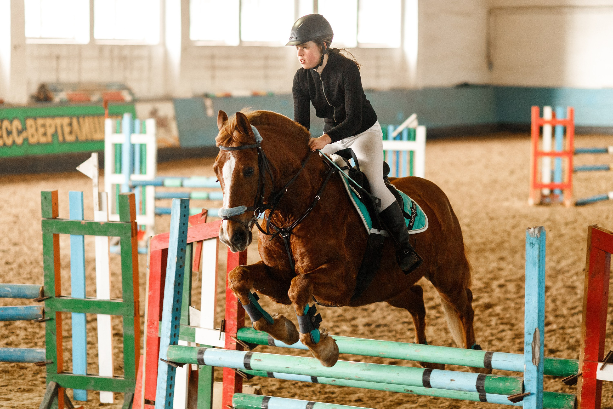 Winter show jumping in «Progress». Kaja | fotograf we Wrocławiu | ludzie i psy