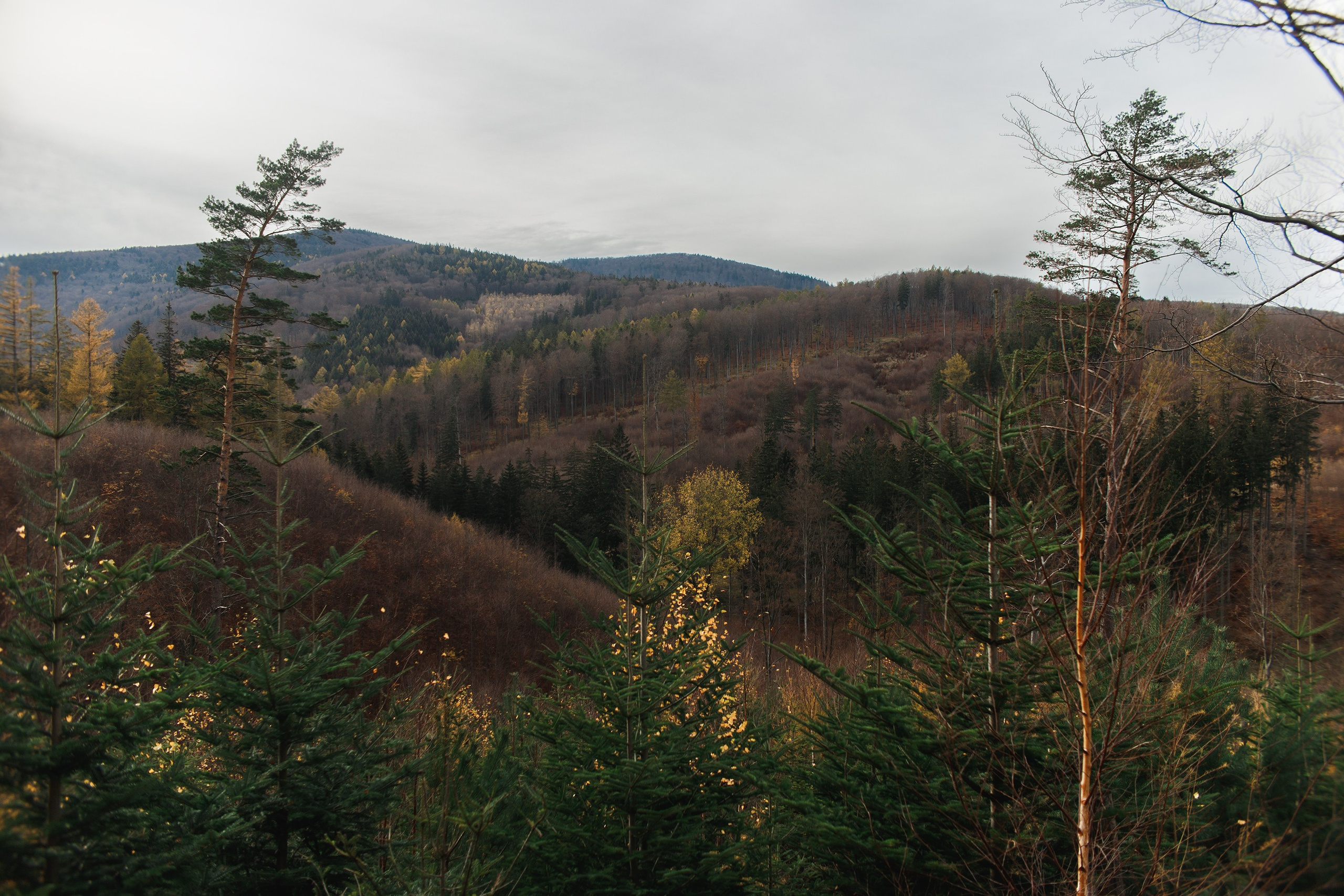 Sowie góry. Kaja | fotograf we Wrocławiu | ludzie i psy