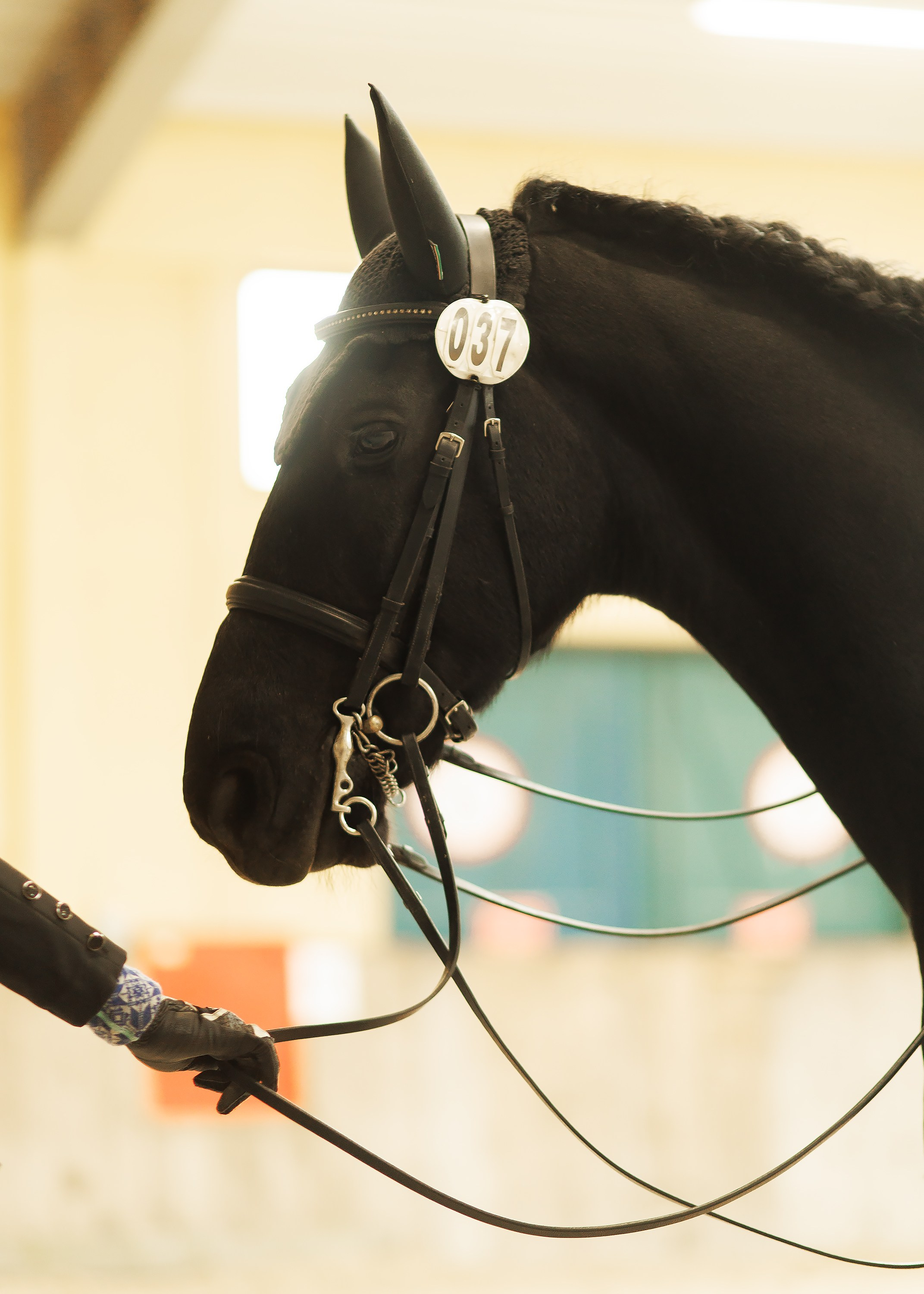 Partynice dressage \ feb'25. Kaja | fotograf we Wrocławiu | ludzie i psy