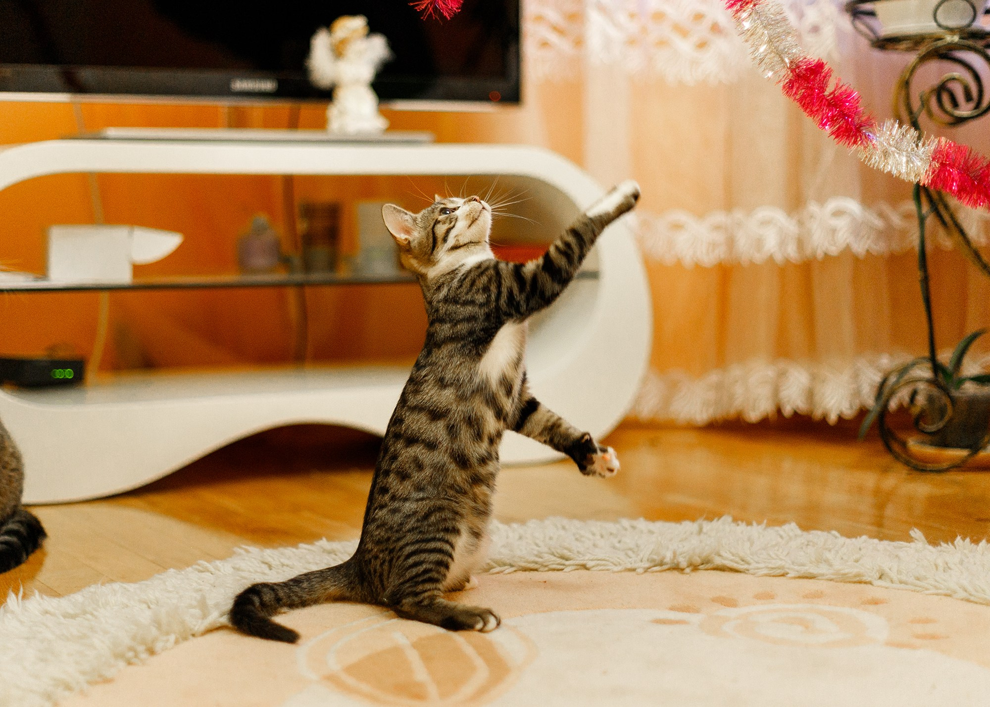 Cats for adoption. Kaja | fotograf we Wrocławiu | ludzie i psy