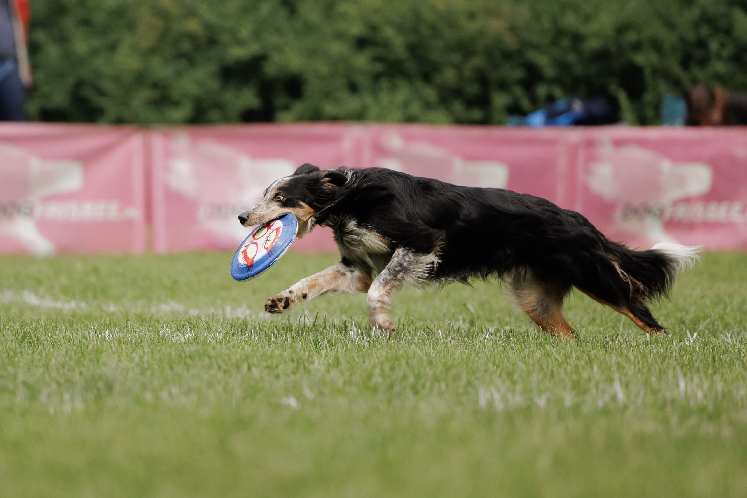 Latające psy, Wrocław'25. Kaja | fotograf psów we Wrocławiu