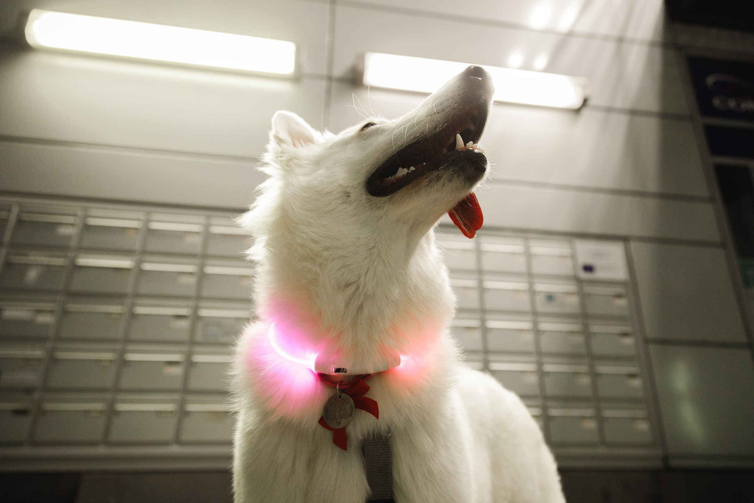 Astra in Leipzig. Kaja | fotograf we Wrocławiu | ludzie i psy