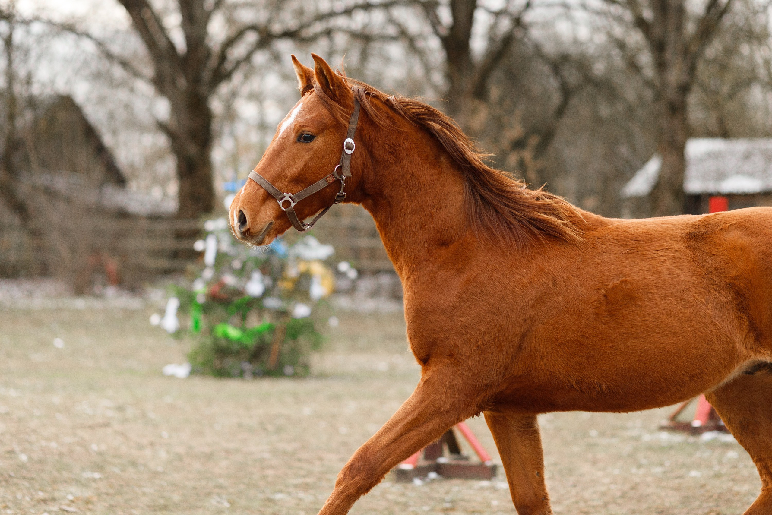 Winter stable. Kaja | fotograf psów we Wrocławiu
